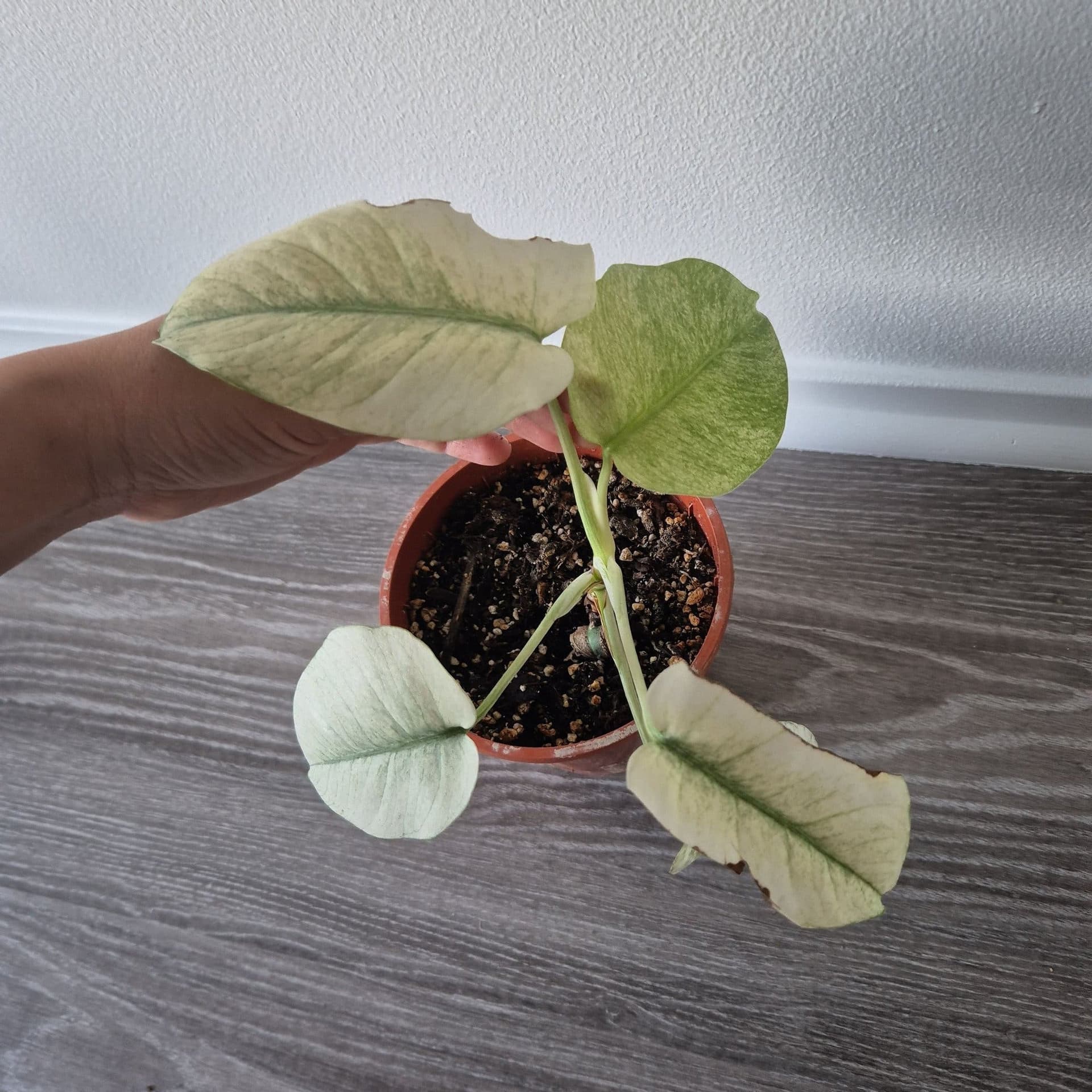 Monstera mint inte tc