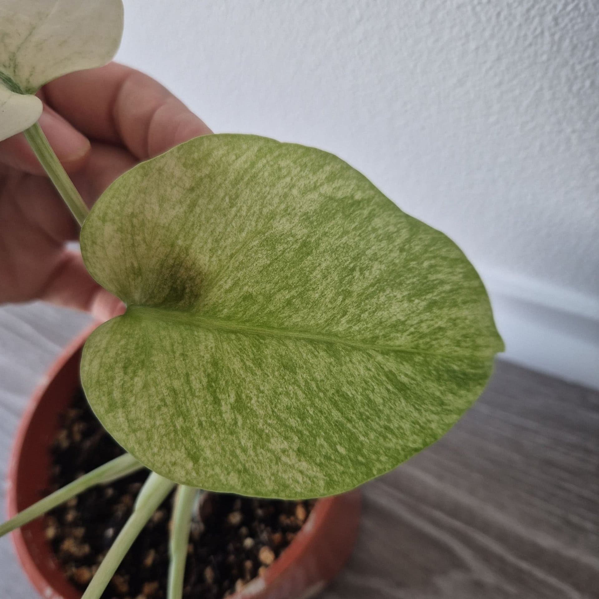 Monstera mint inte tc