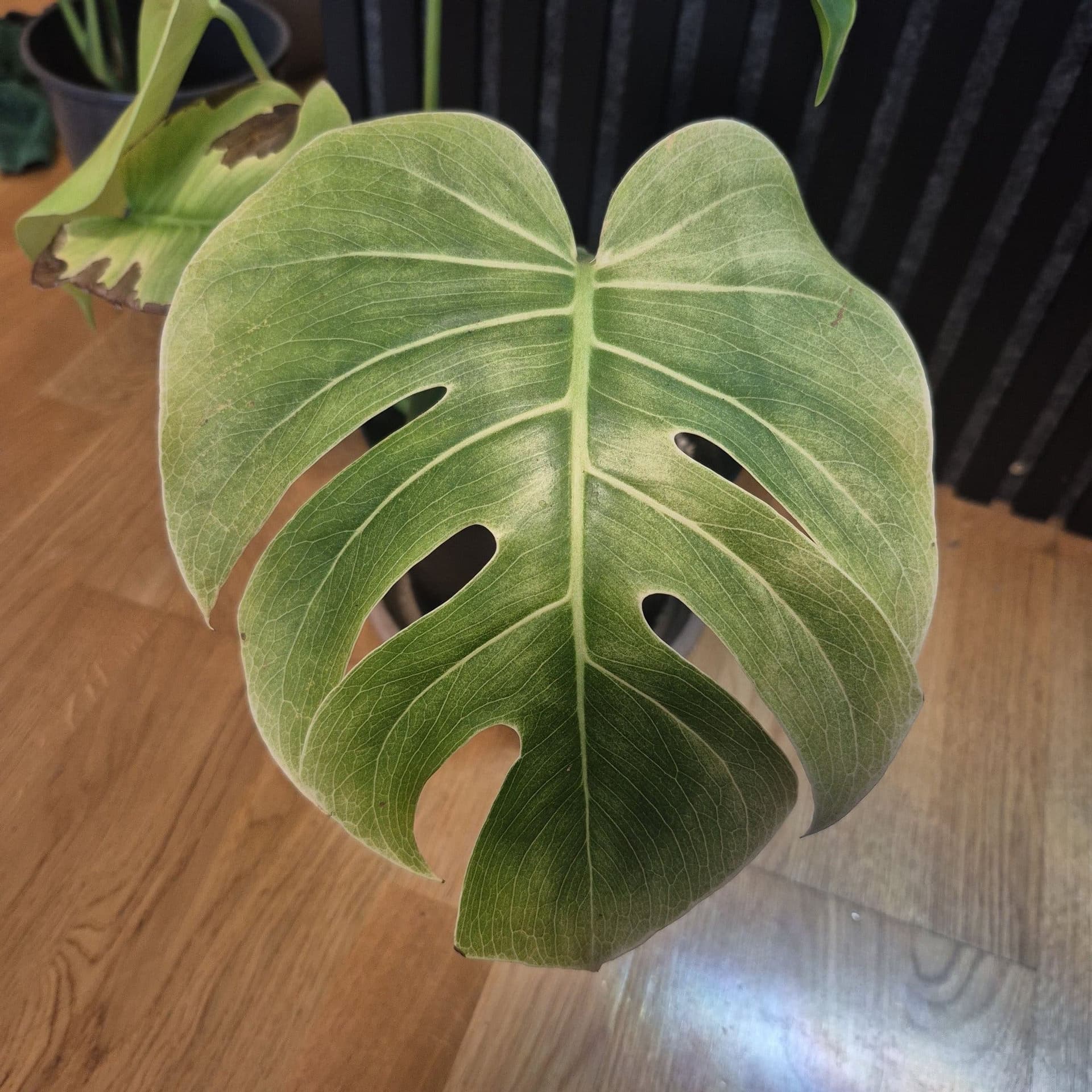Monstera mint noid inte tc plant