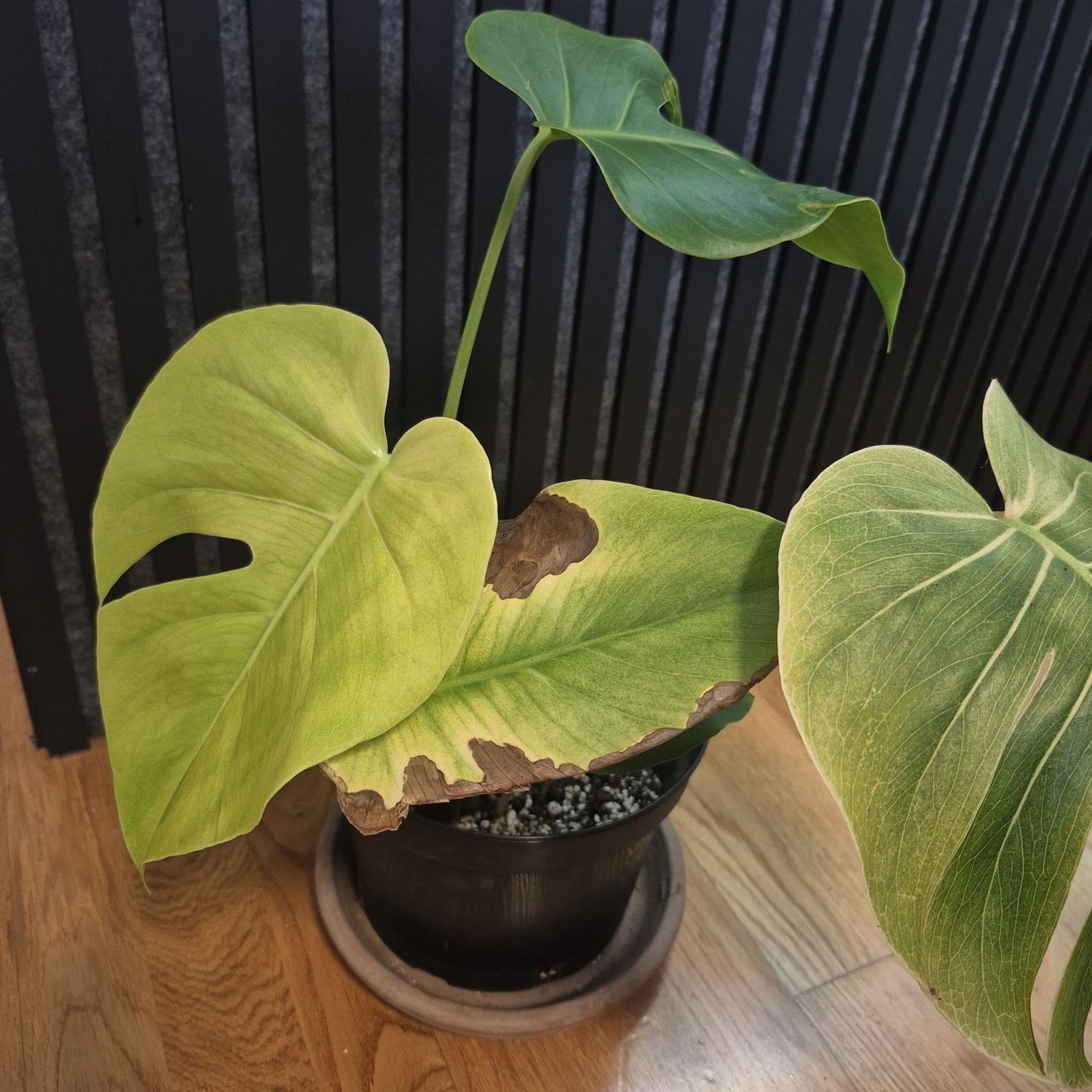 Monstera mint noid inte tc plant