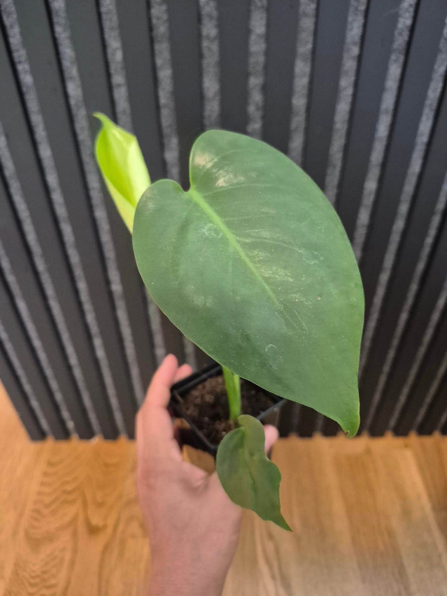 Monstera Deliciosa