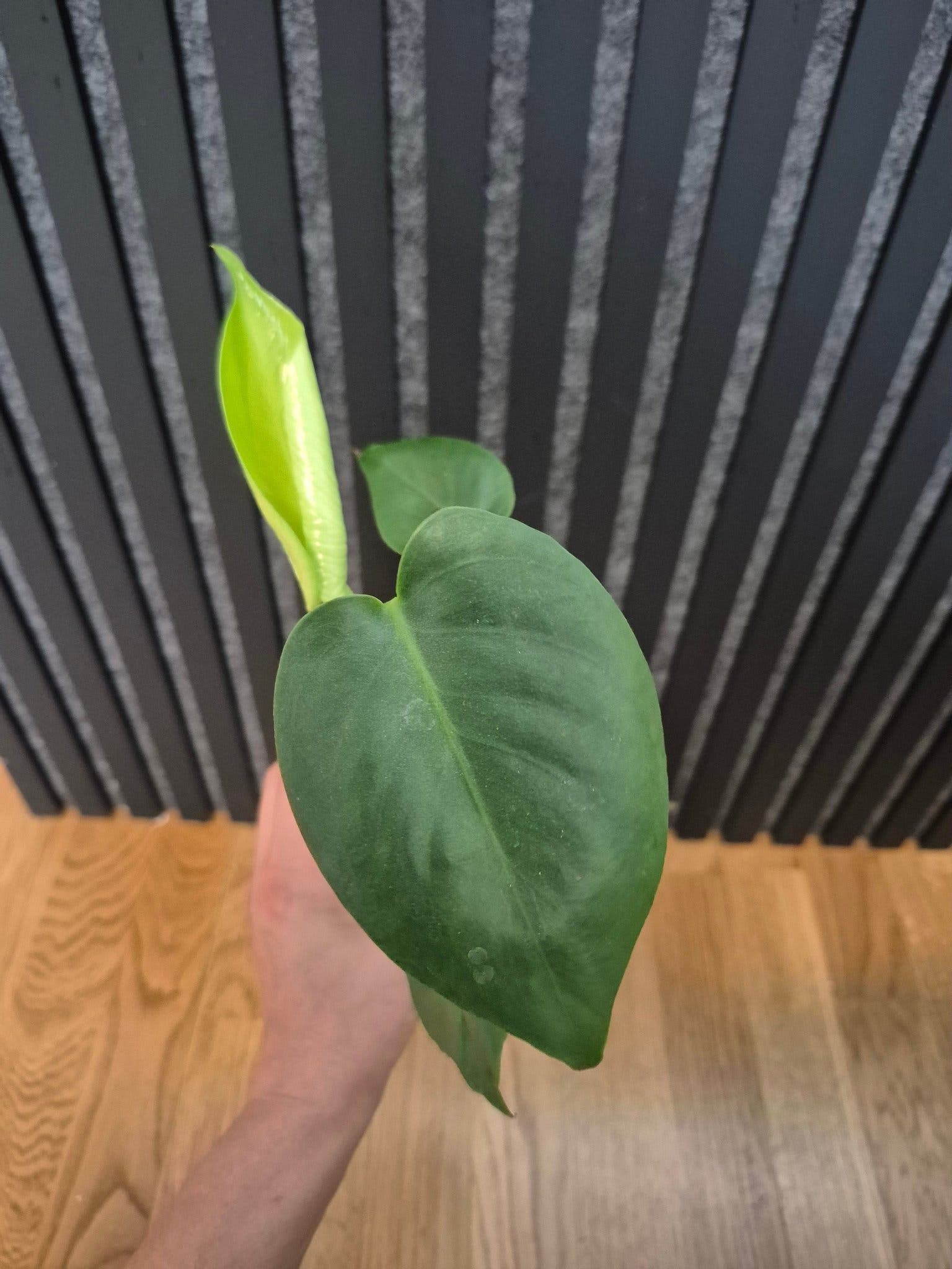 Monstera Deliciosa