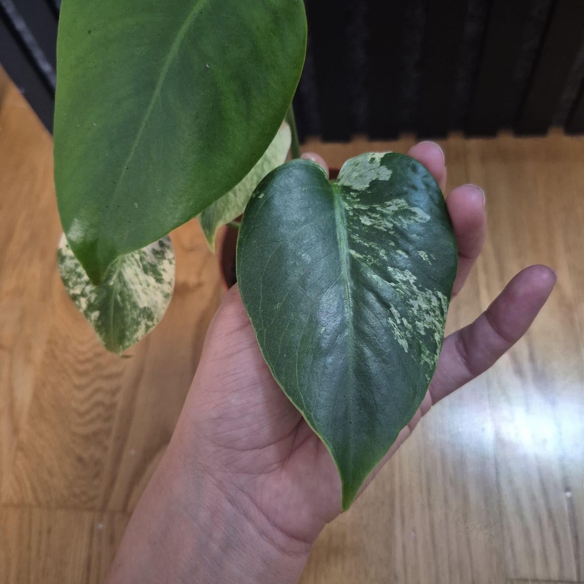 Monstera Mint inte Tc plant
