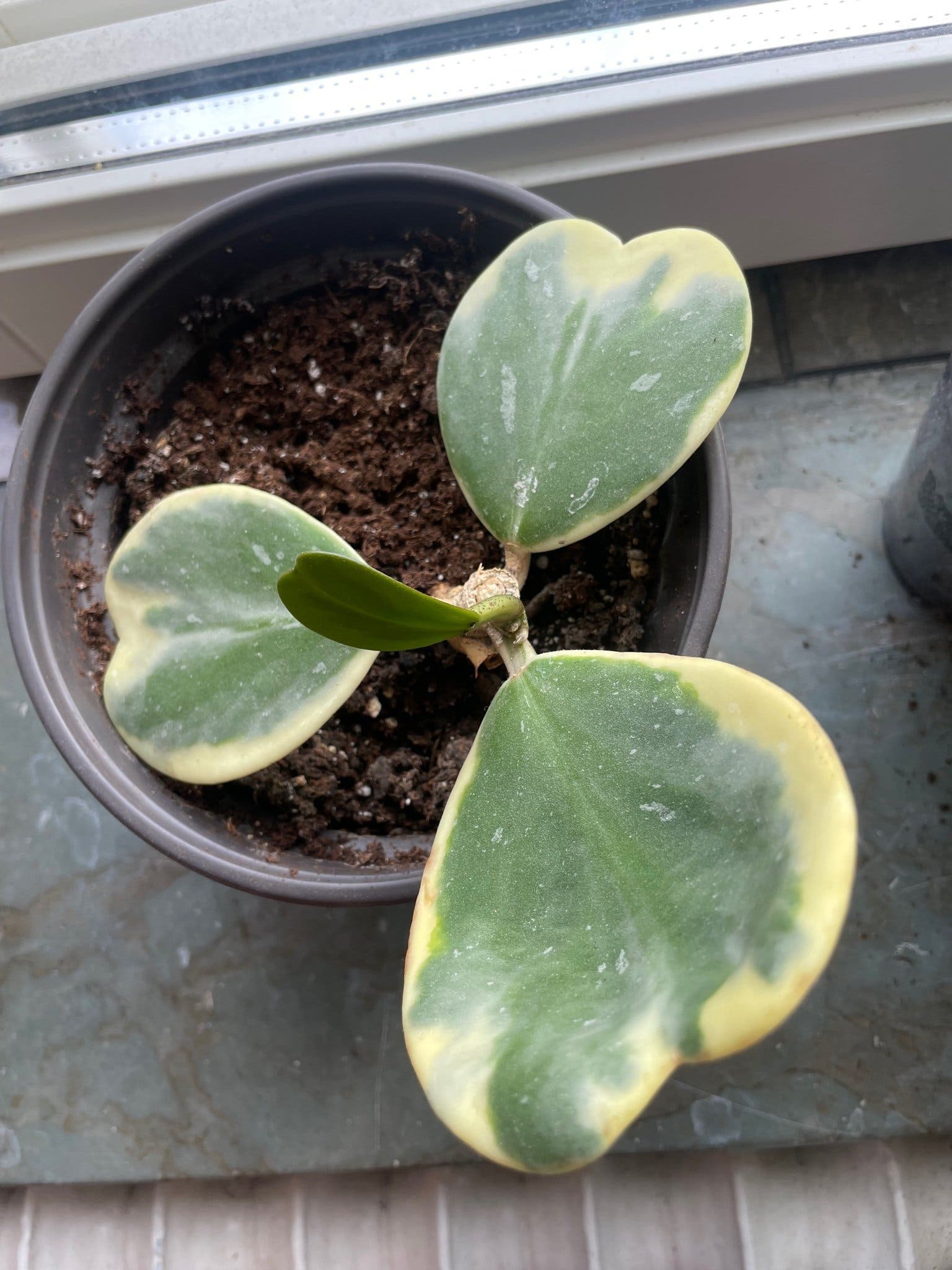 Hoya Kerrii Variegata - Hjärtformad porslinsblomma