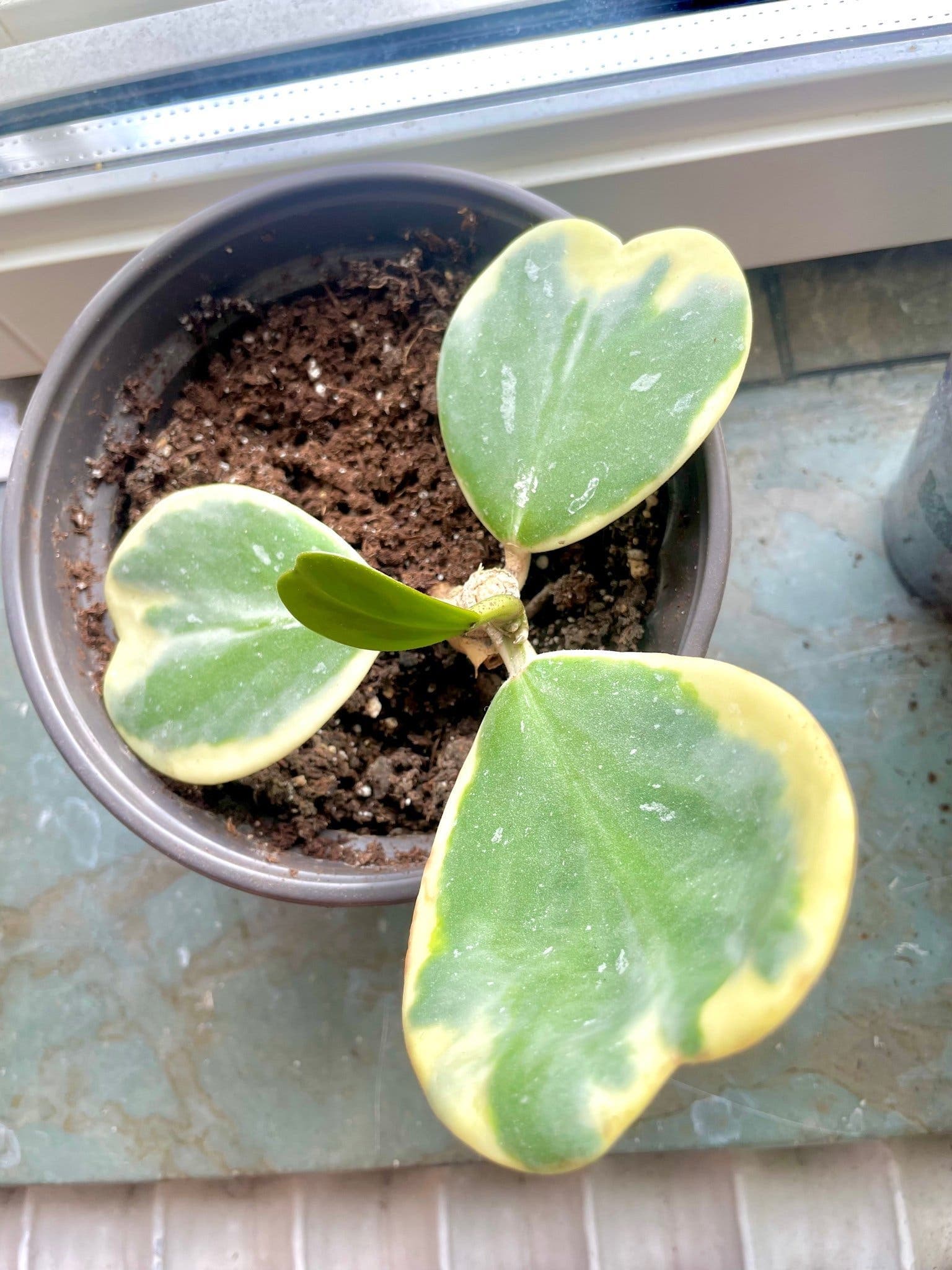 Hoya Kerrii Variegata - Hjärtformad porslinsblomma