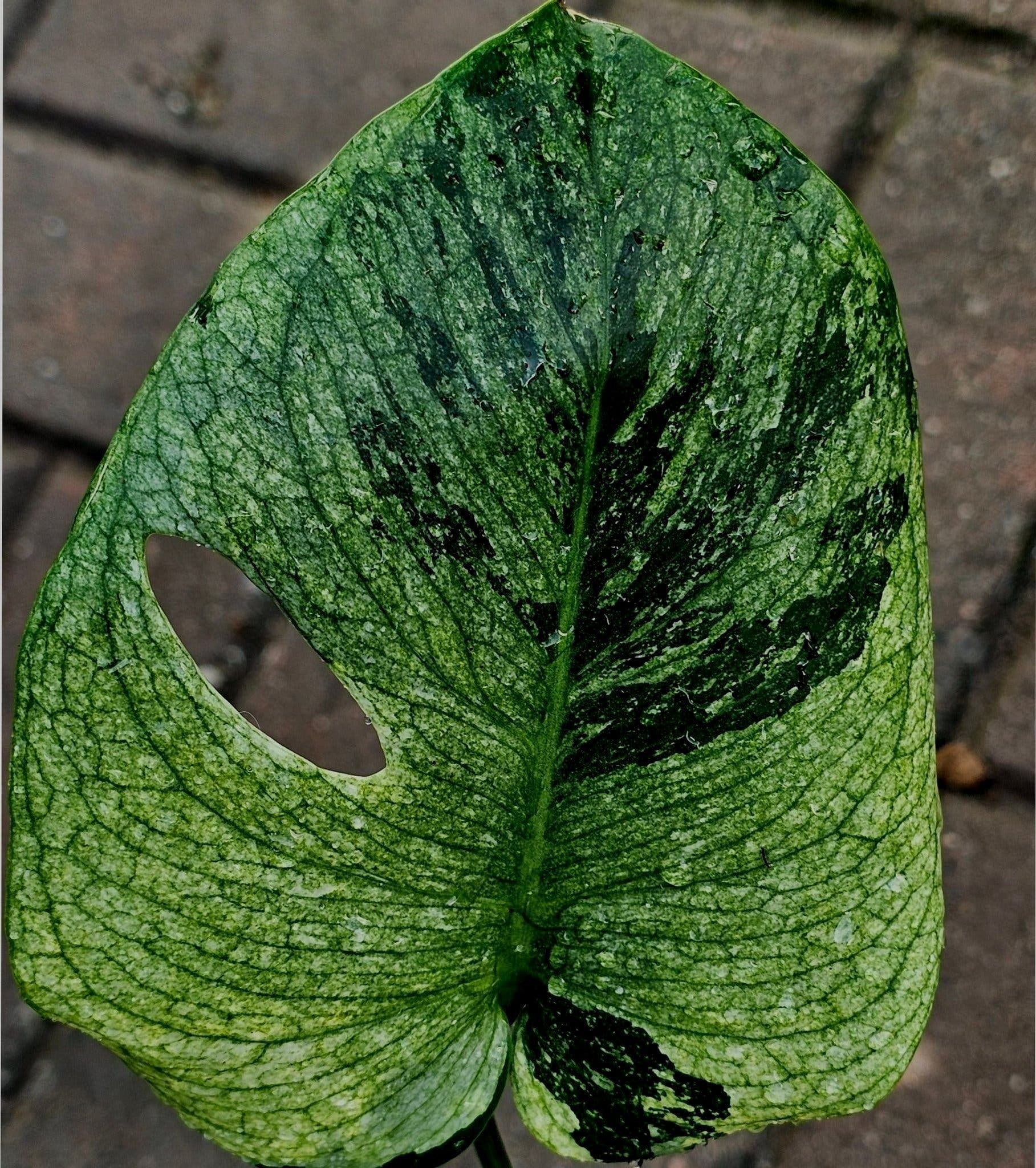Monstera Deliciosa Larg form blue mint noid