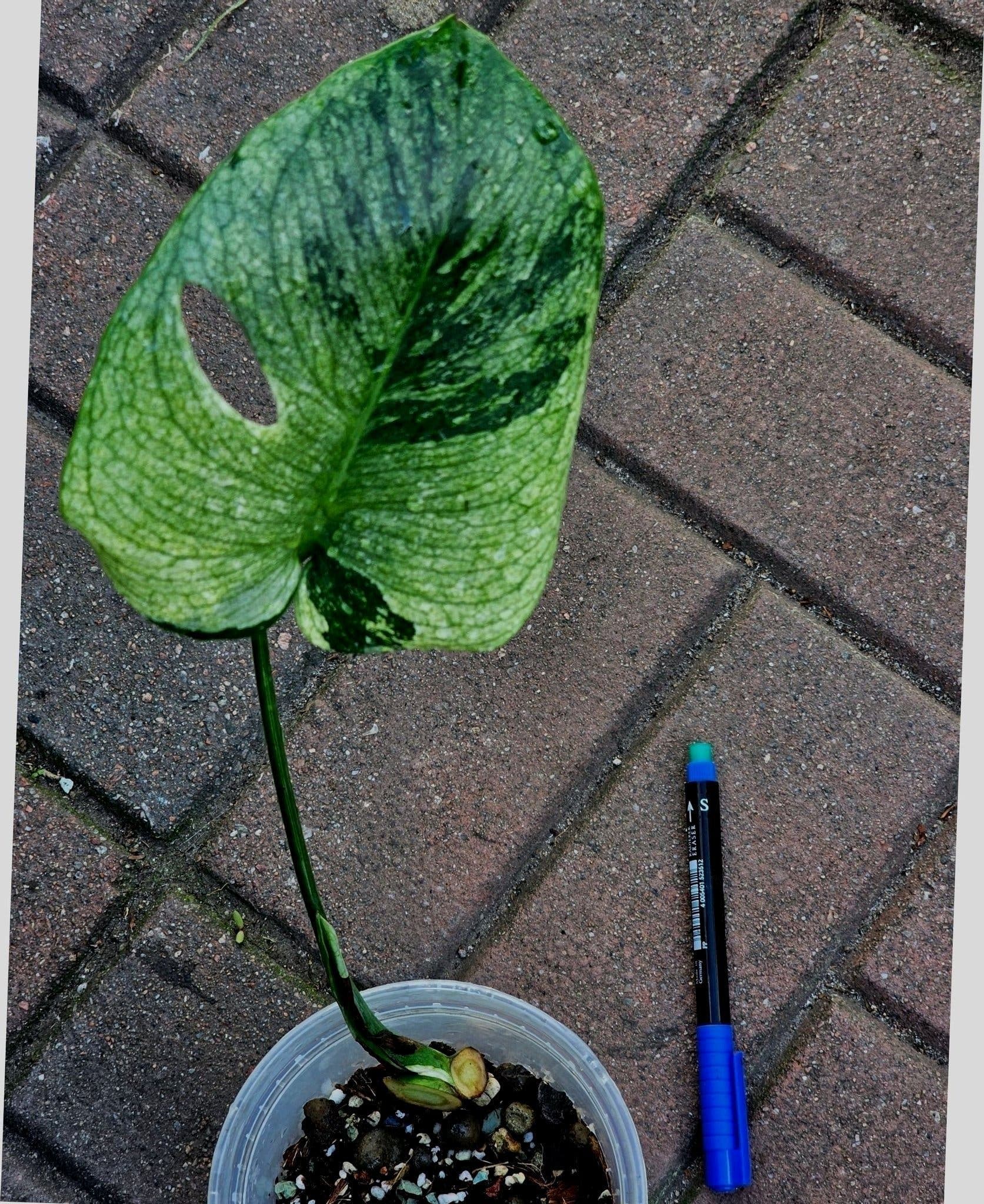 Monstera Deliciosa Larg form blue mint noid