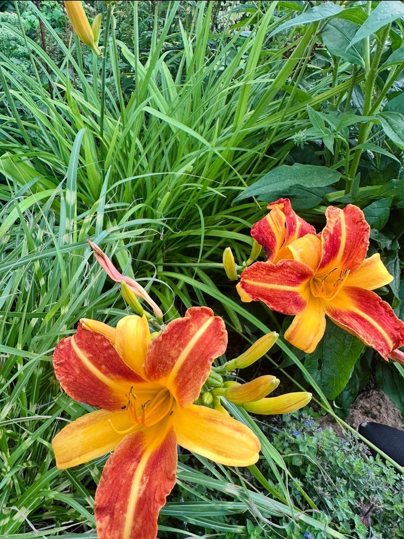 Brandgul daglilja (Hemerocallis)