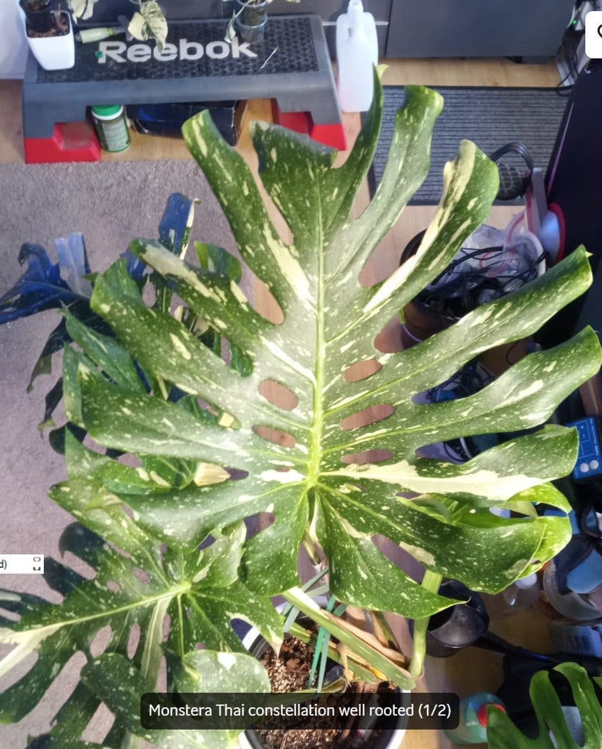 Monstera Thai Constellation
