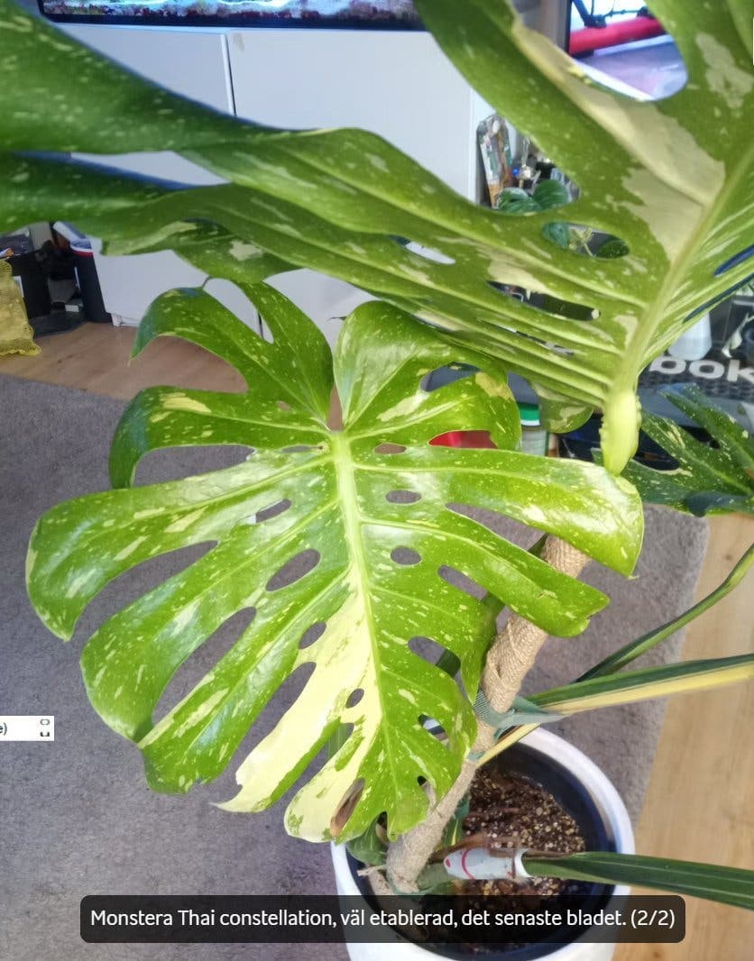 Monstera Thai Constellation