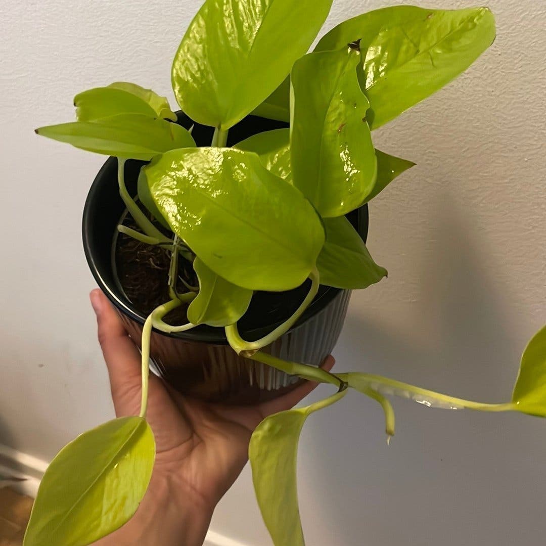 Neon Pothos växt