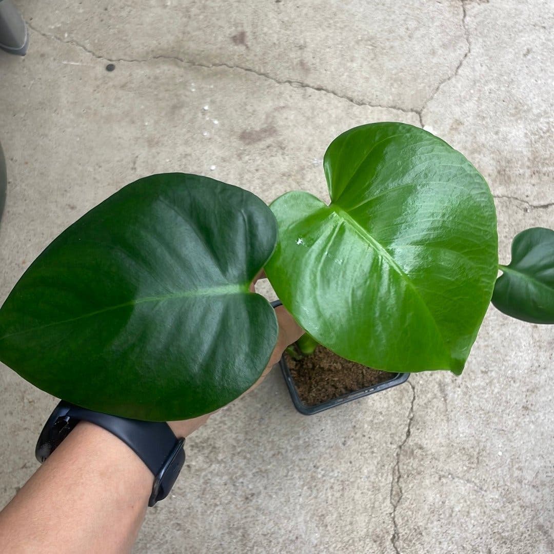 Monstera deliciosa