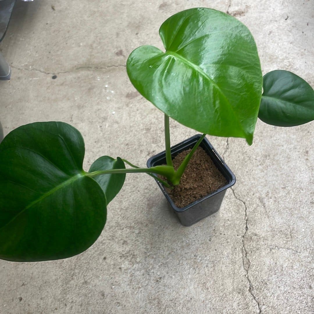 Monstera deliciosa