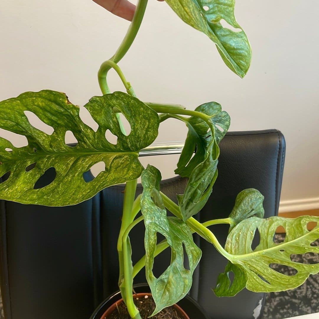 Monstera Adansonii Variegata Mint