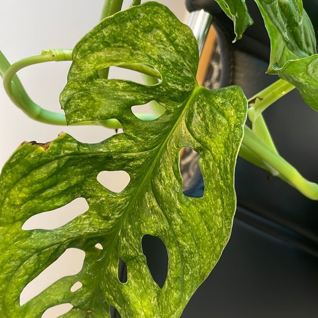 Monstera Adansonii Variegata Mint