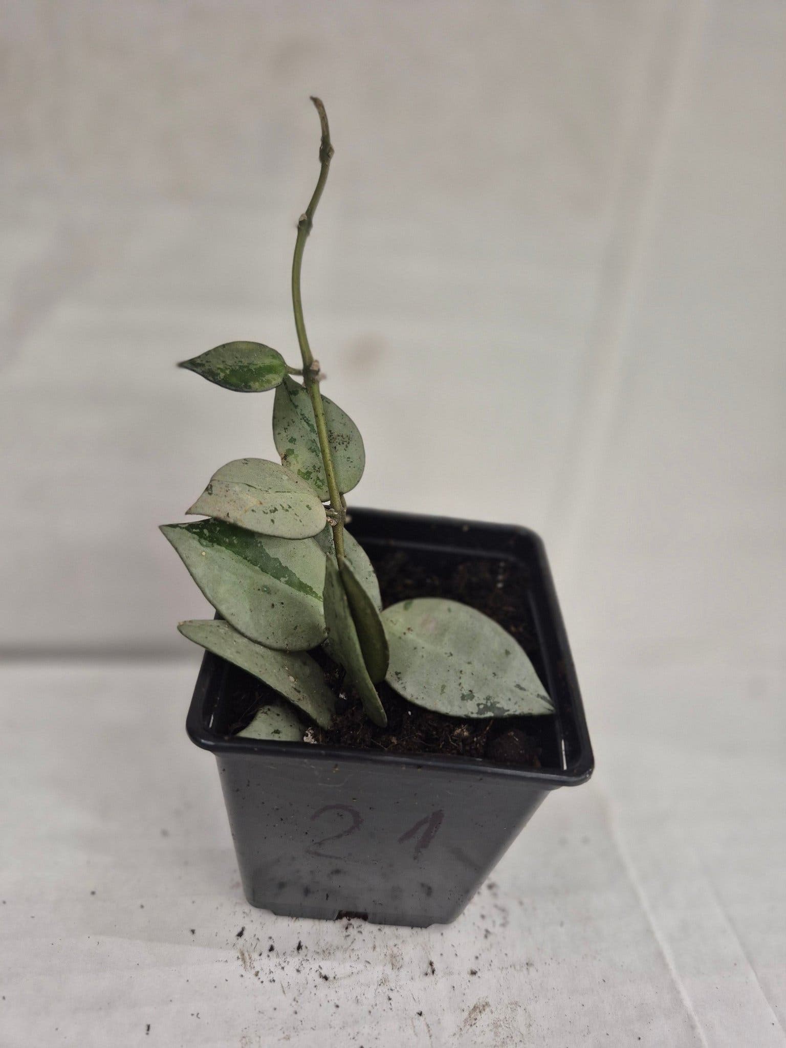 Hoya 'Eskimo'