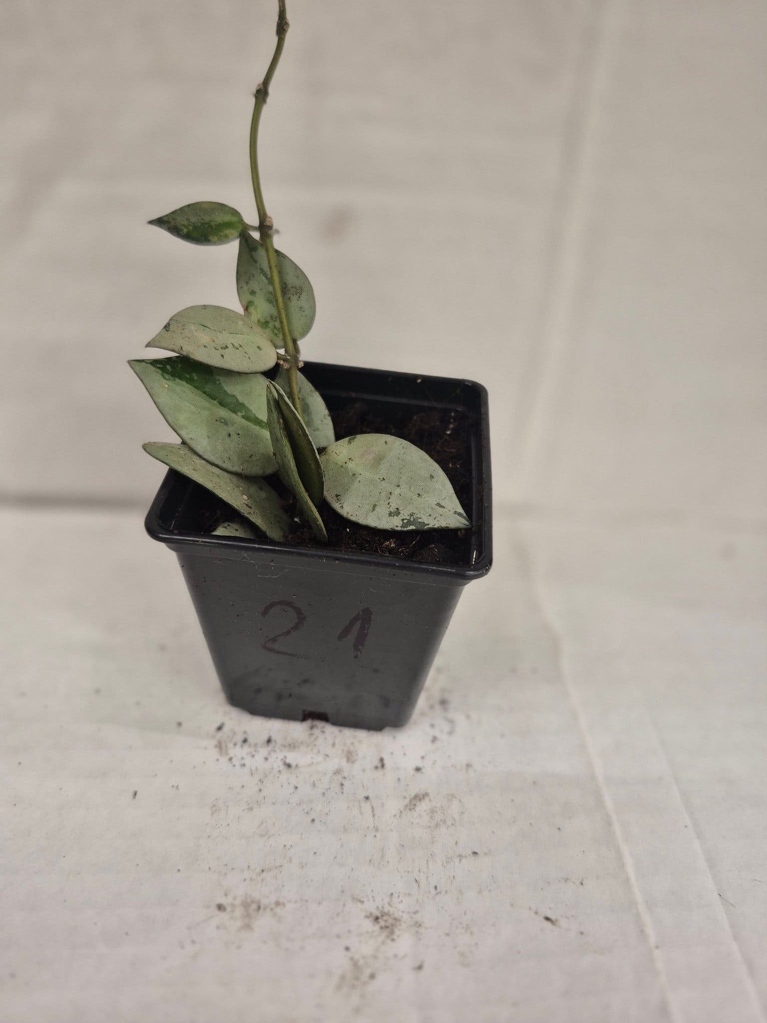 Hoya 'Eskimo'