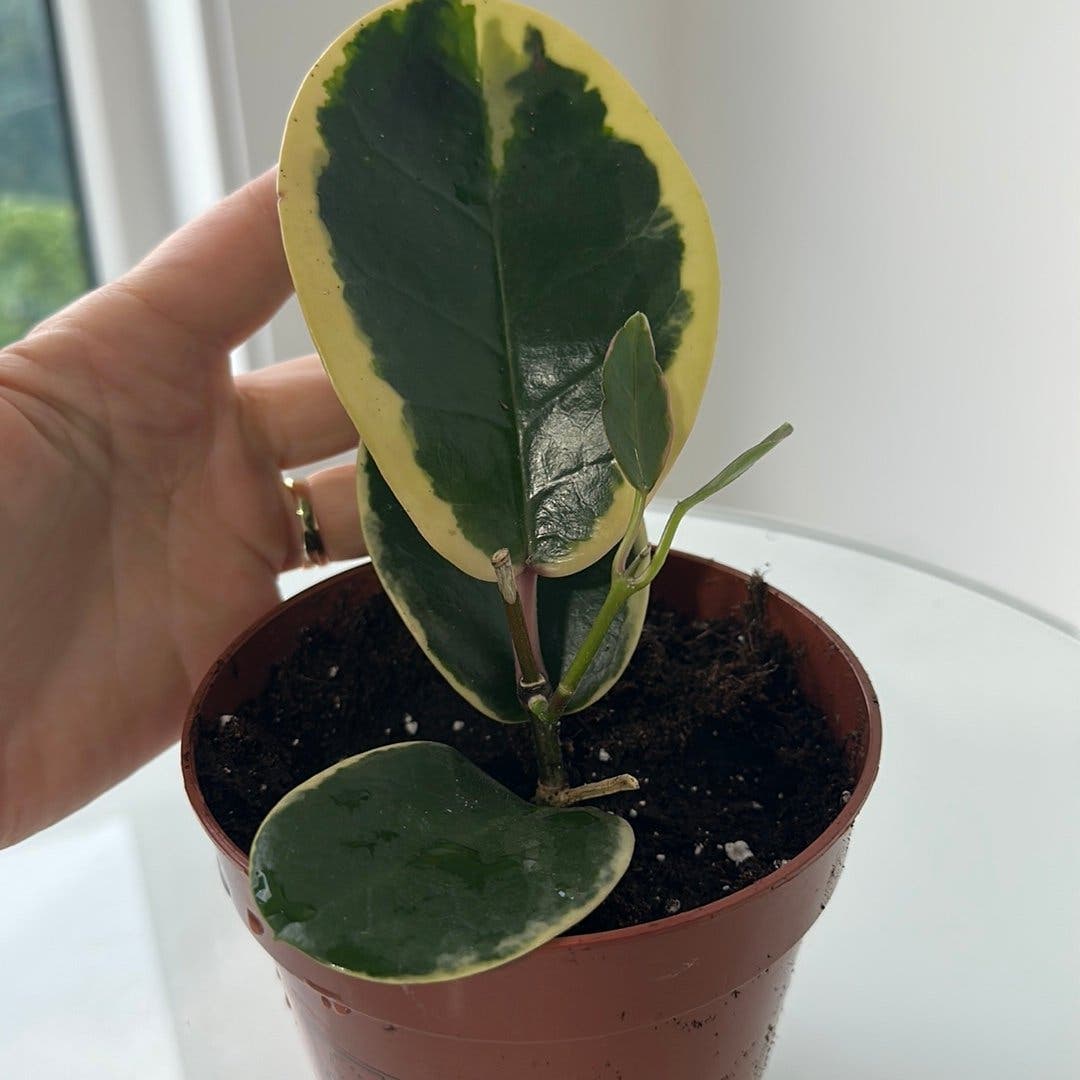 Hoya carnosa varijegata