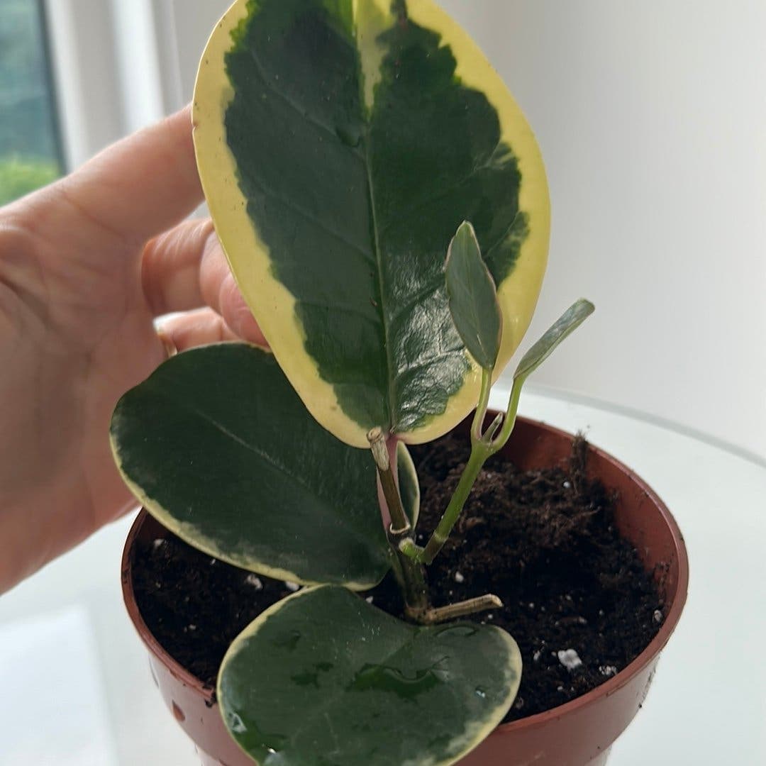 Hoya carnosa varijegata