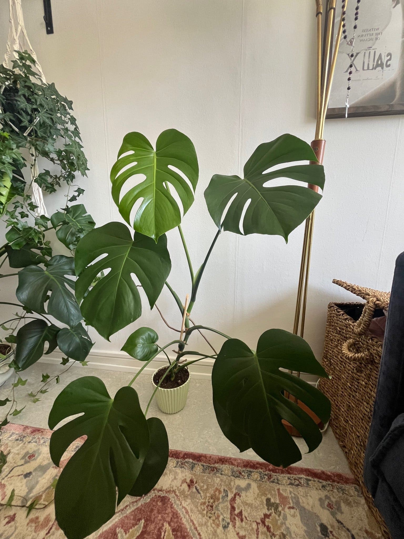 Monstera Deliciosa