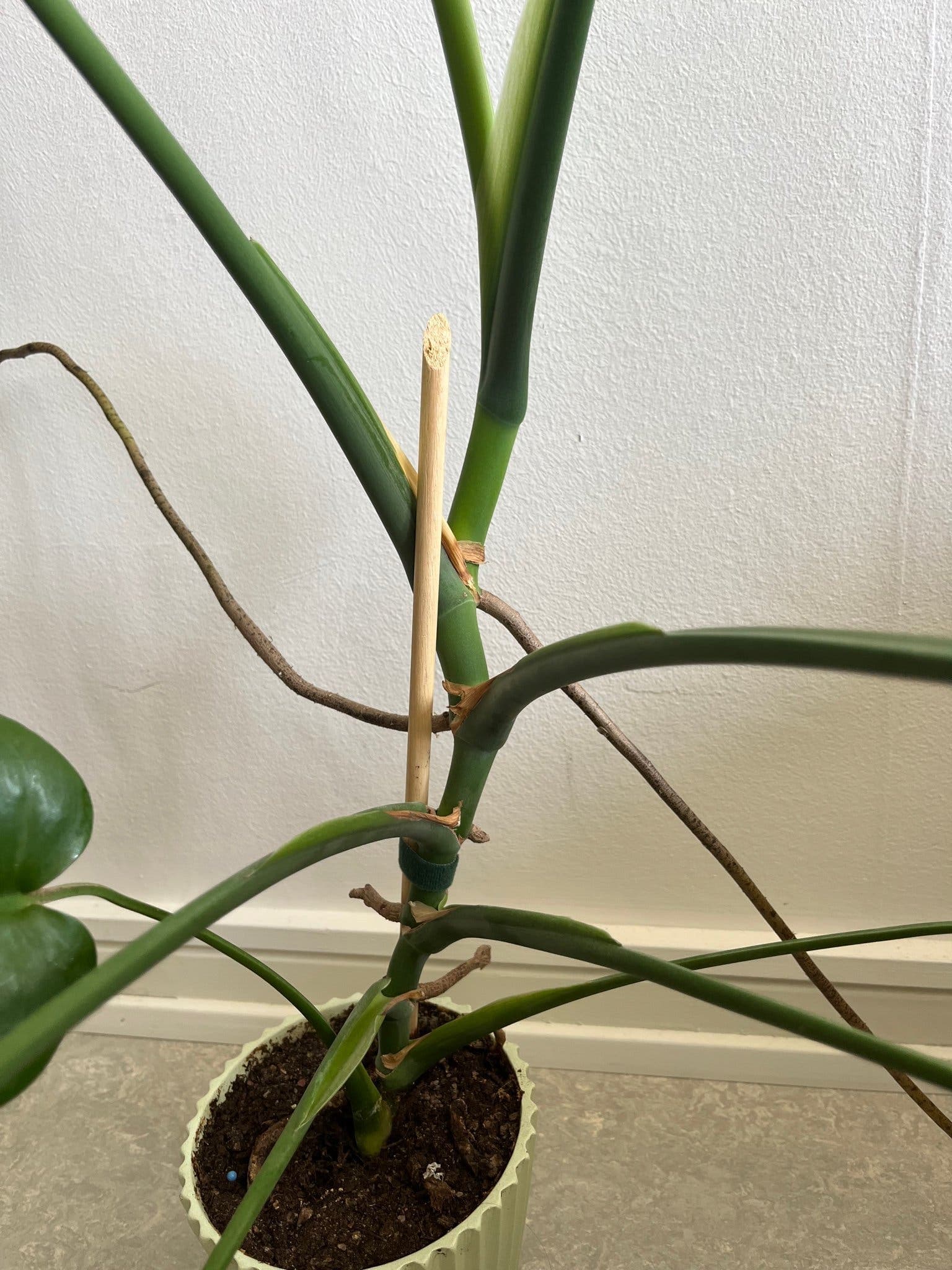 Monstera Deliciosa