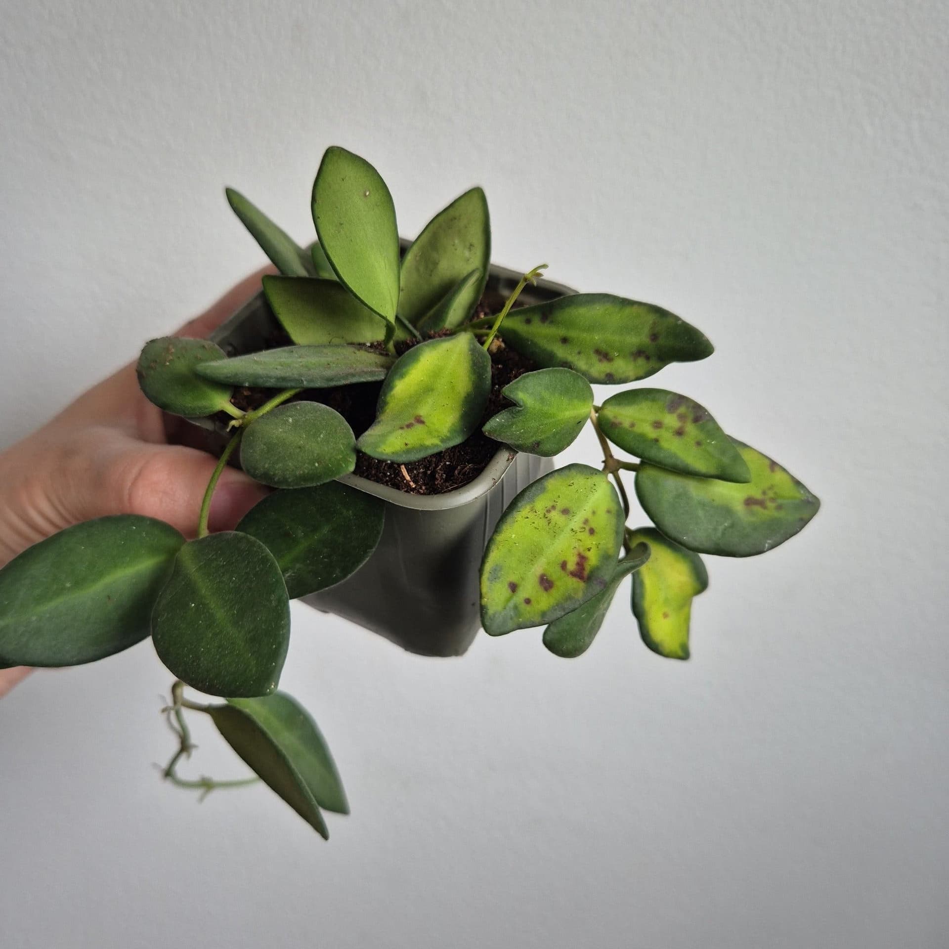 Hoya burtoniae 'Variegata'