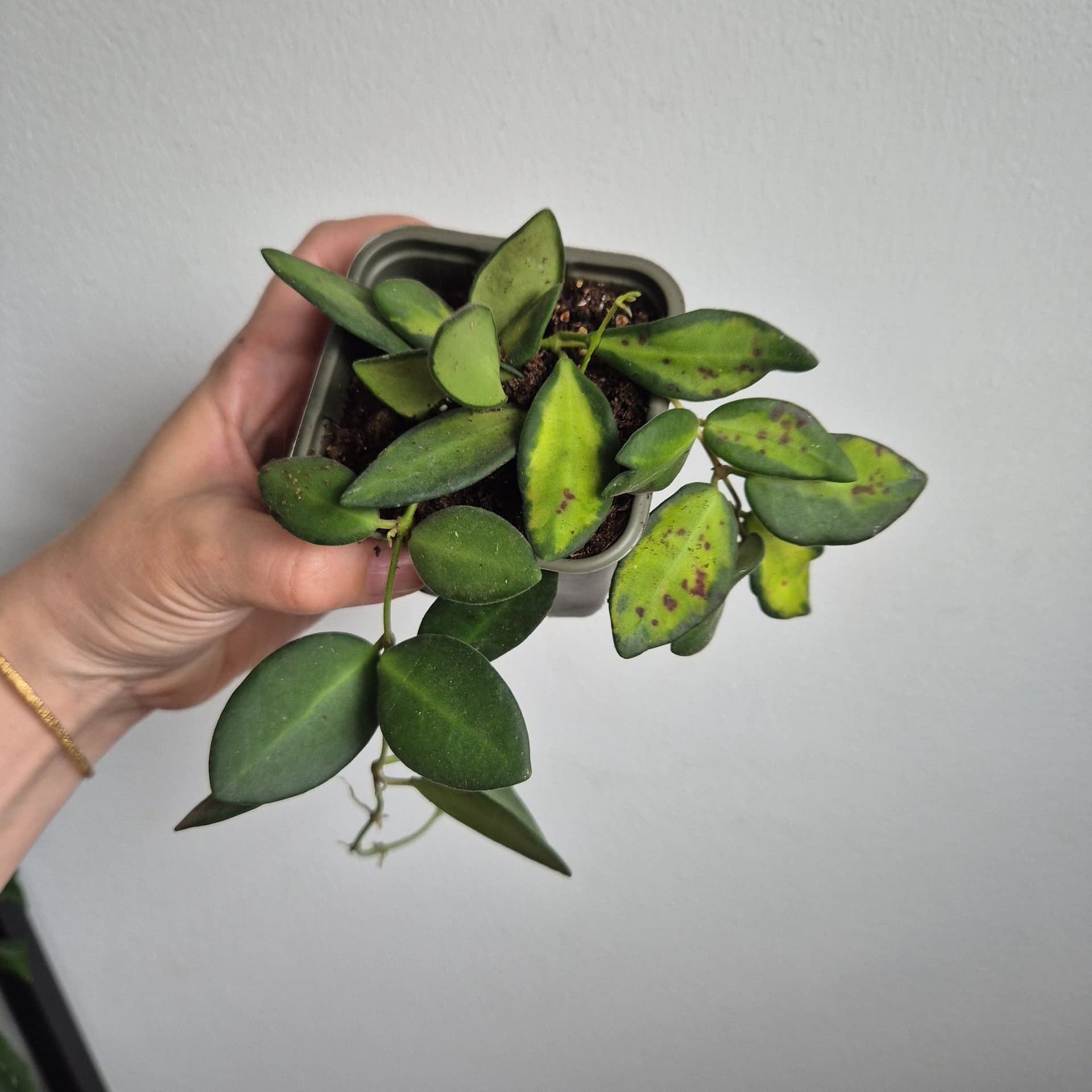 Hoya burtoniae 'Variegata'