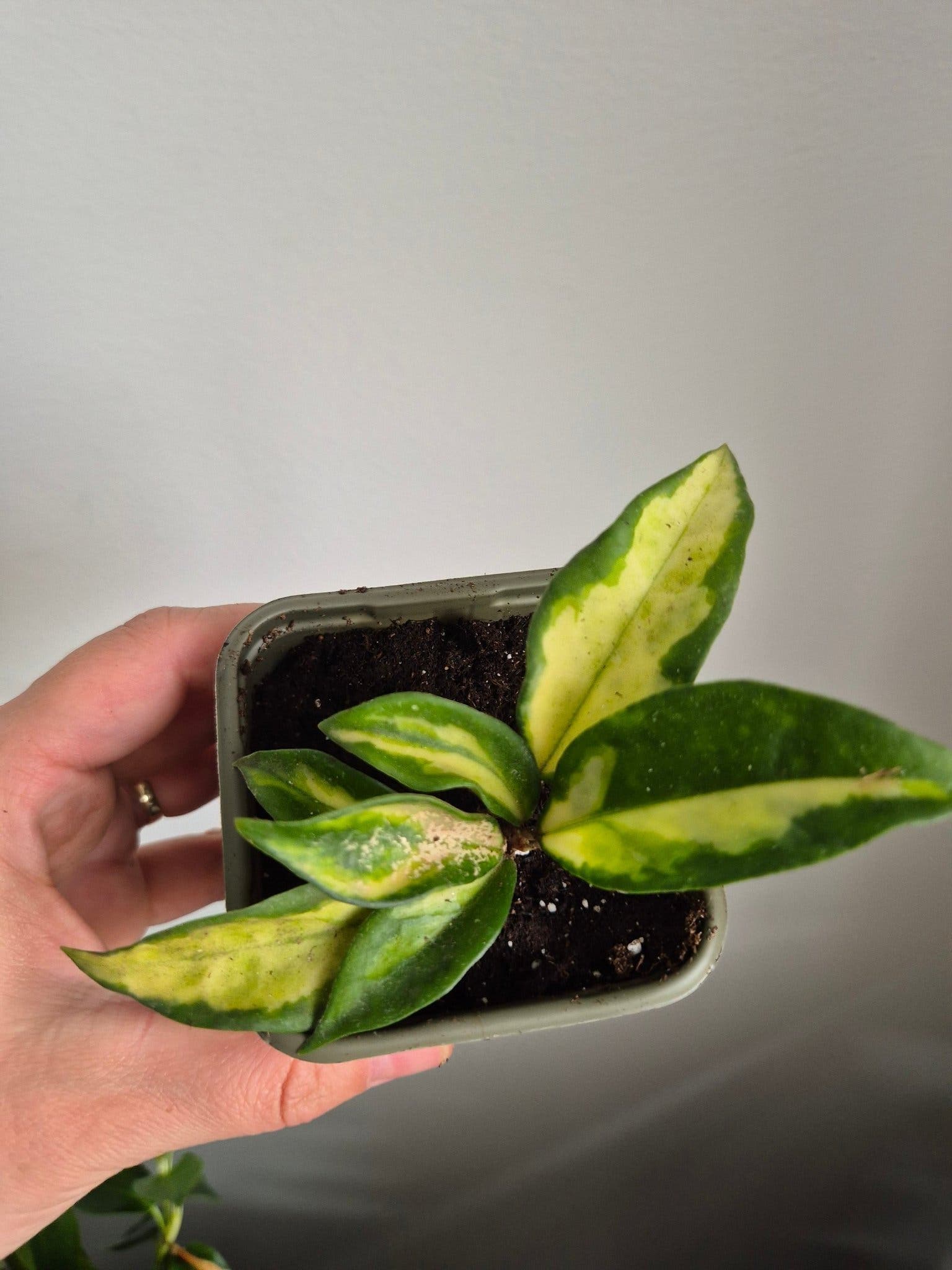 Hoya Carnosa Tricolor