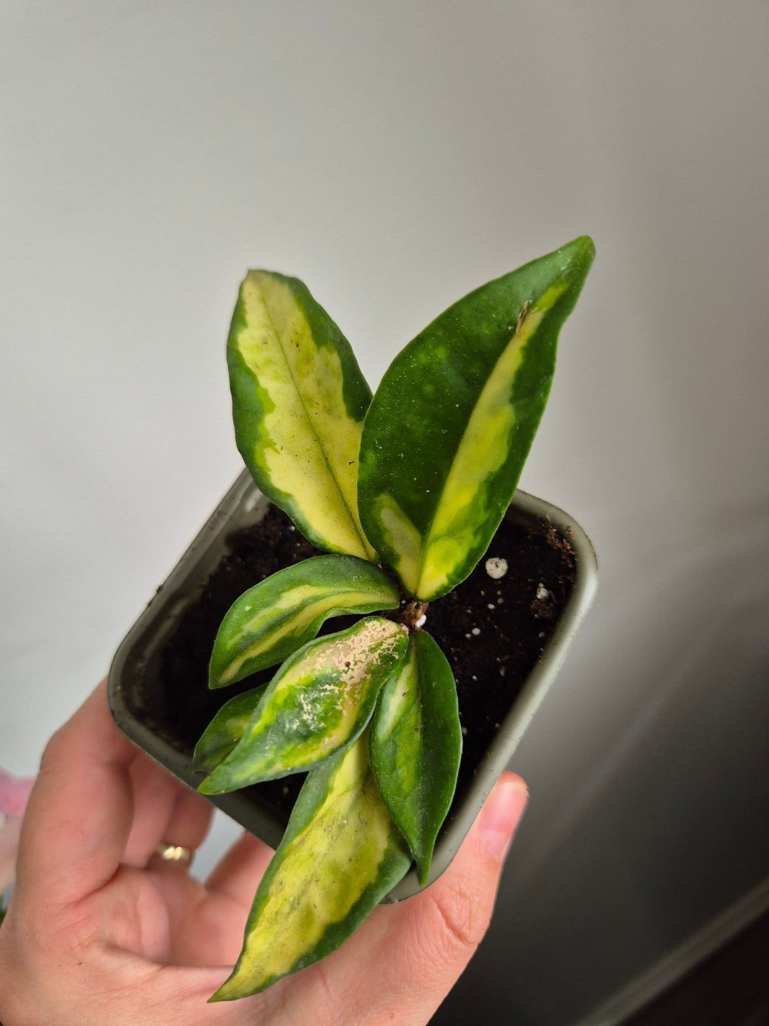 Hoya Carnosa Tricolor