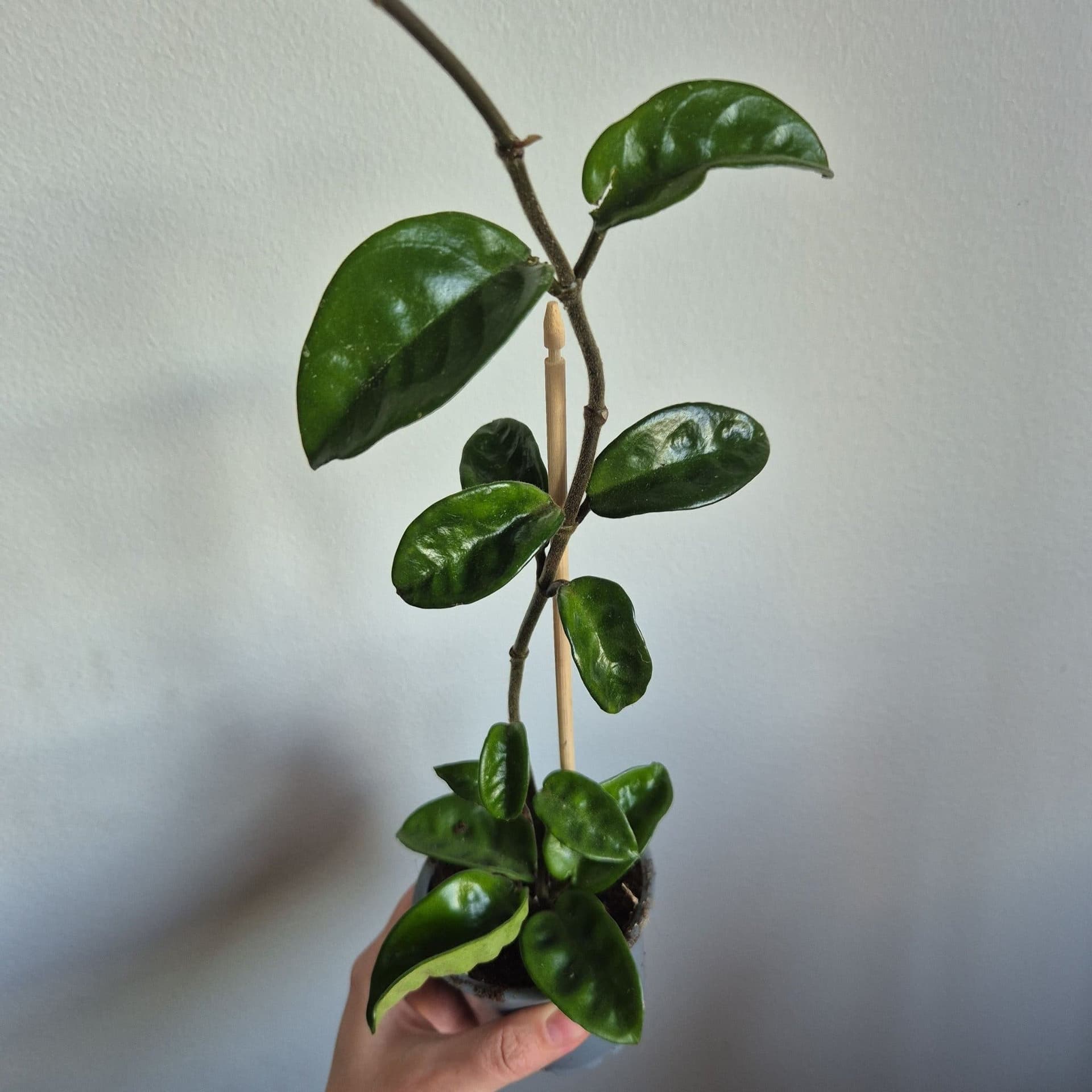 Hoya krinkle