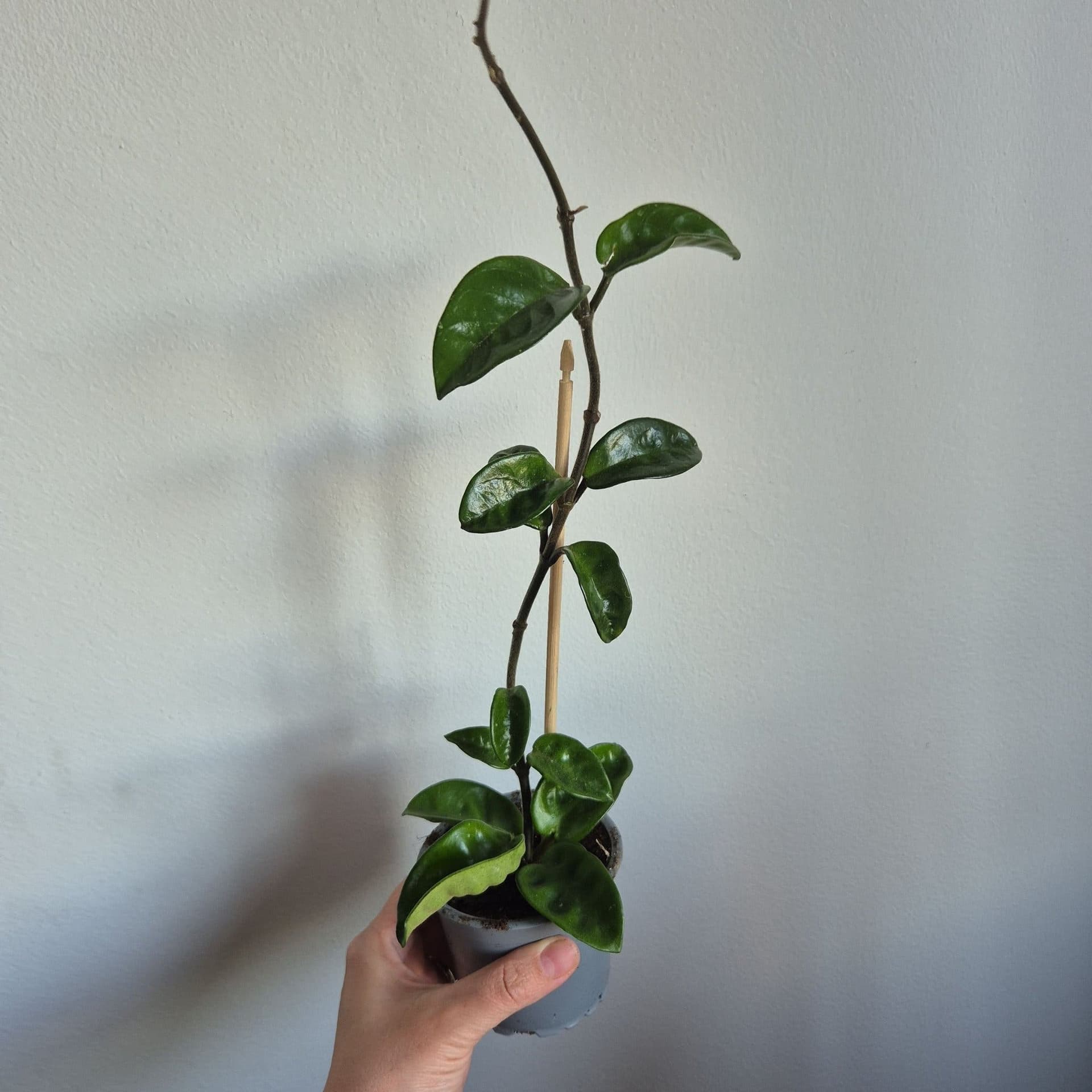 Hoya krinkle