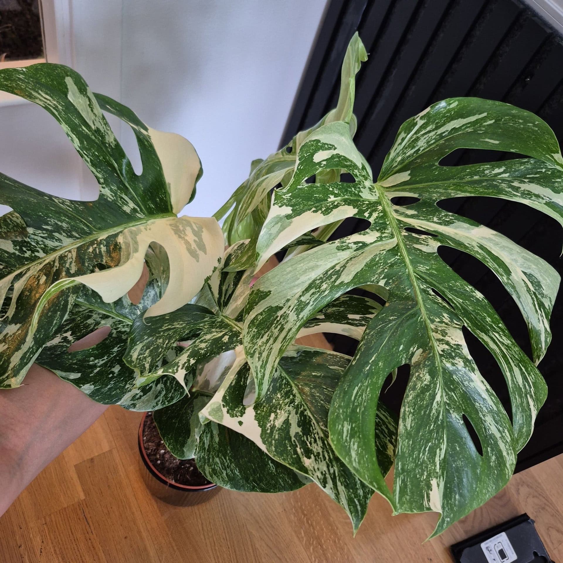 Monstera Deliciosa Variegata