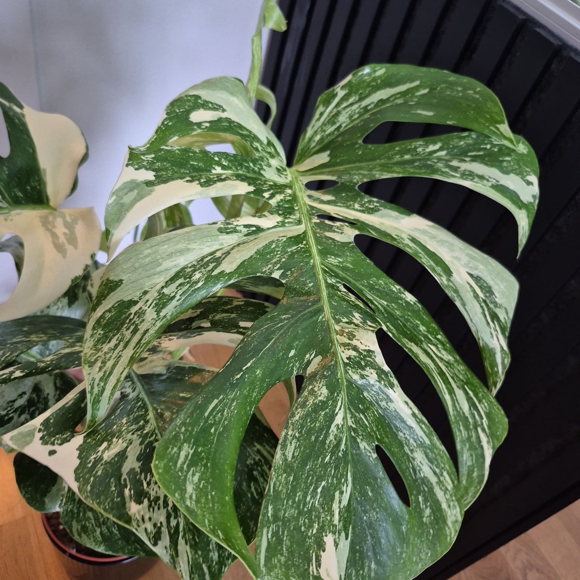 Monstera Deliciosa Variegata