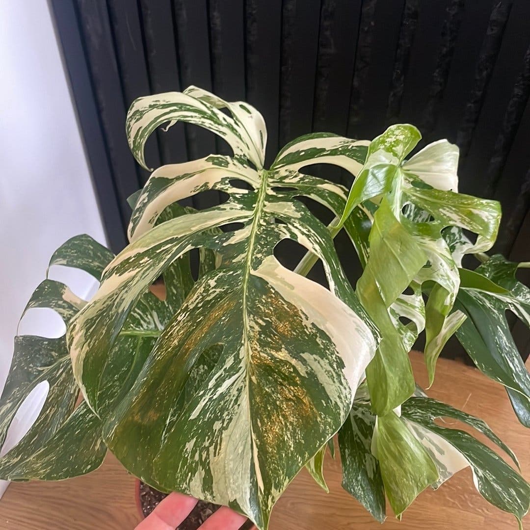 Monstera Deliciosa Variegata