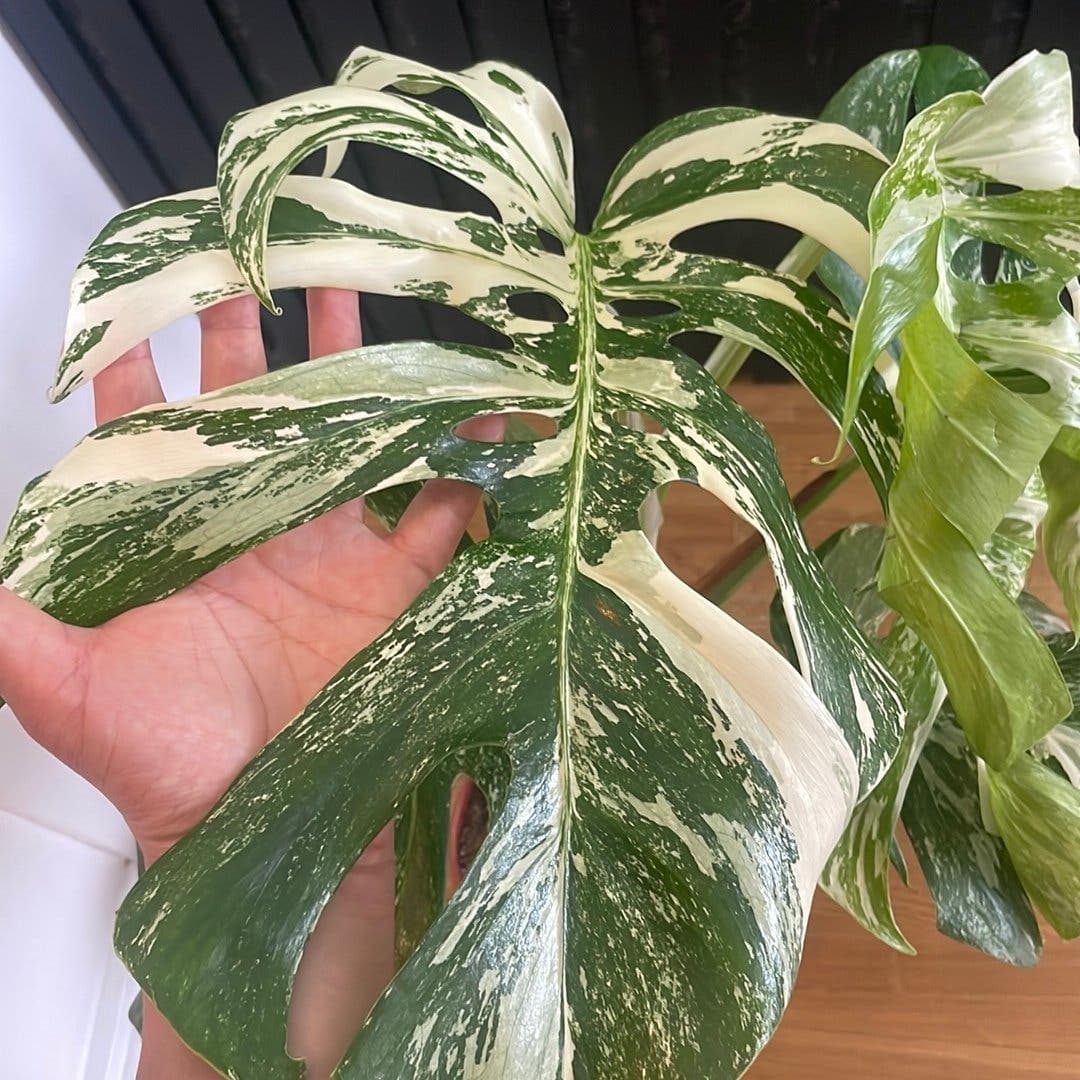 Monstera Deliciosa Variegata