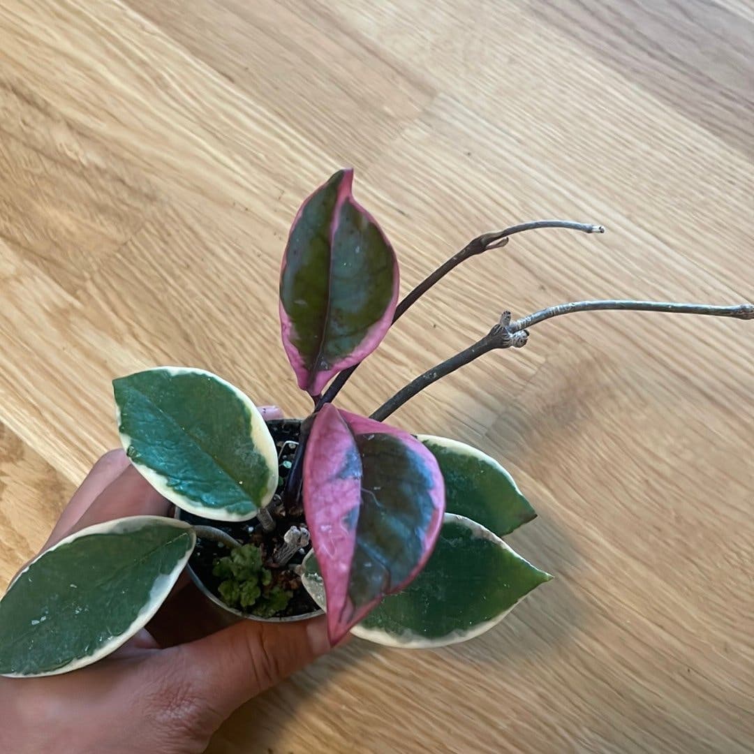 Hoya flamingo dream