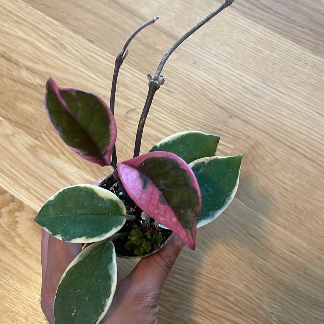 Hoya flamingo dream
