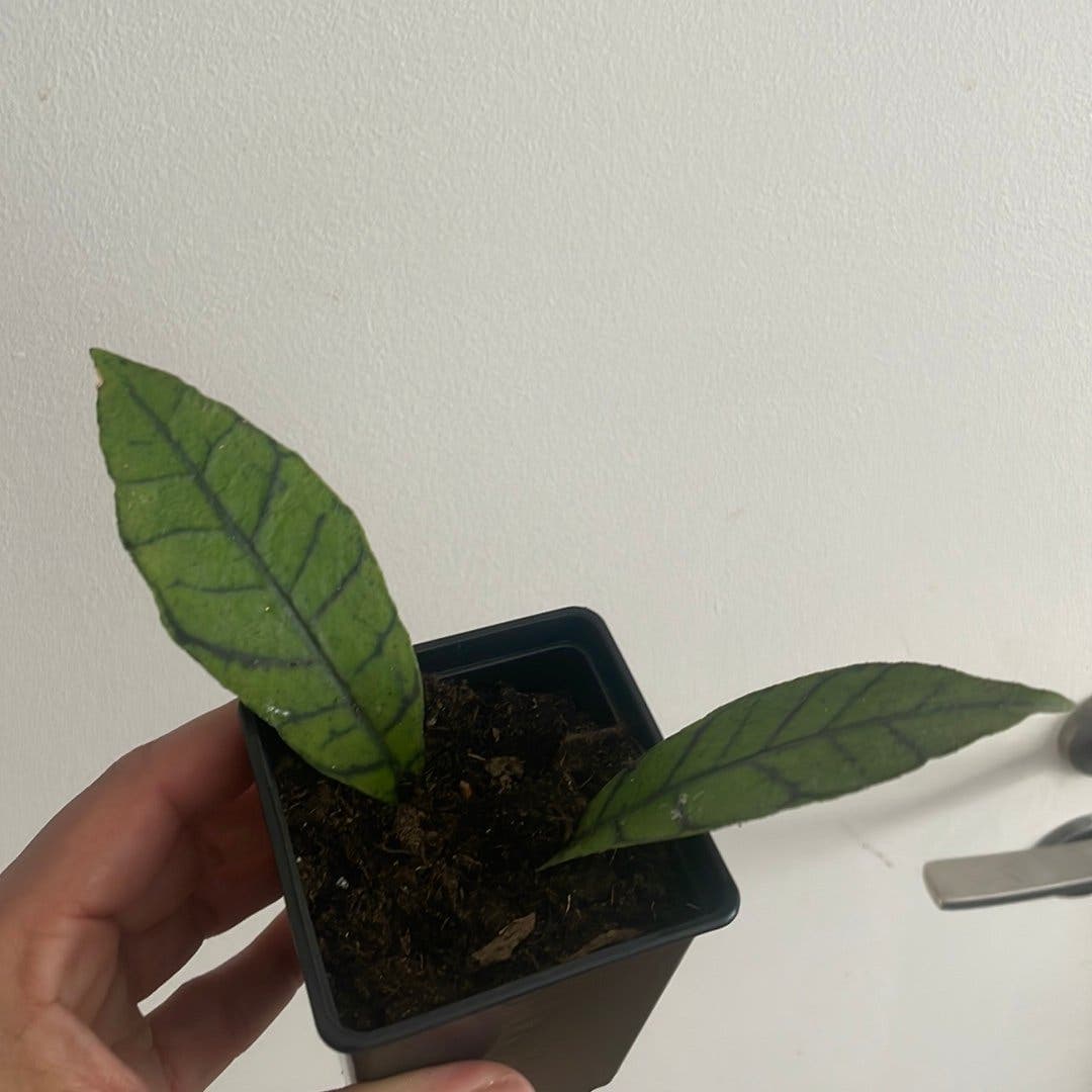 Hoya callistophylla