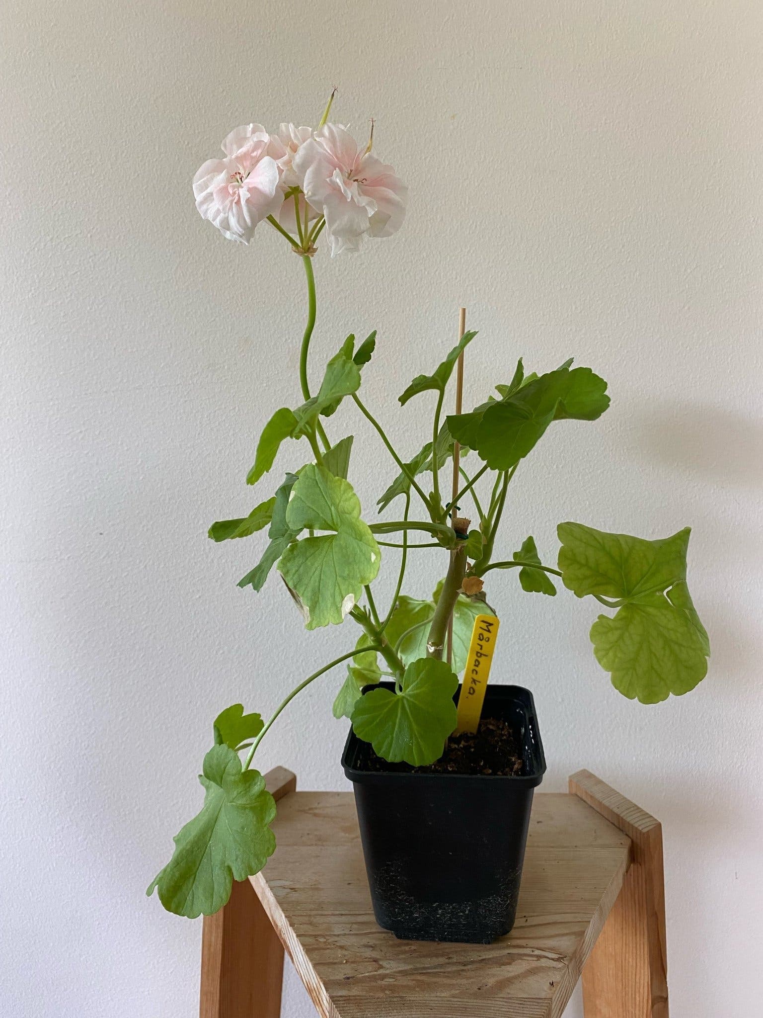 Pelargon 'Mårbacka’