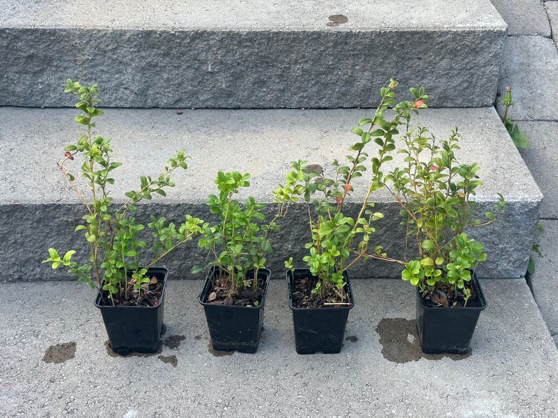 Lingonplantor 4 st
