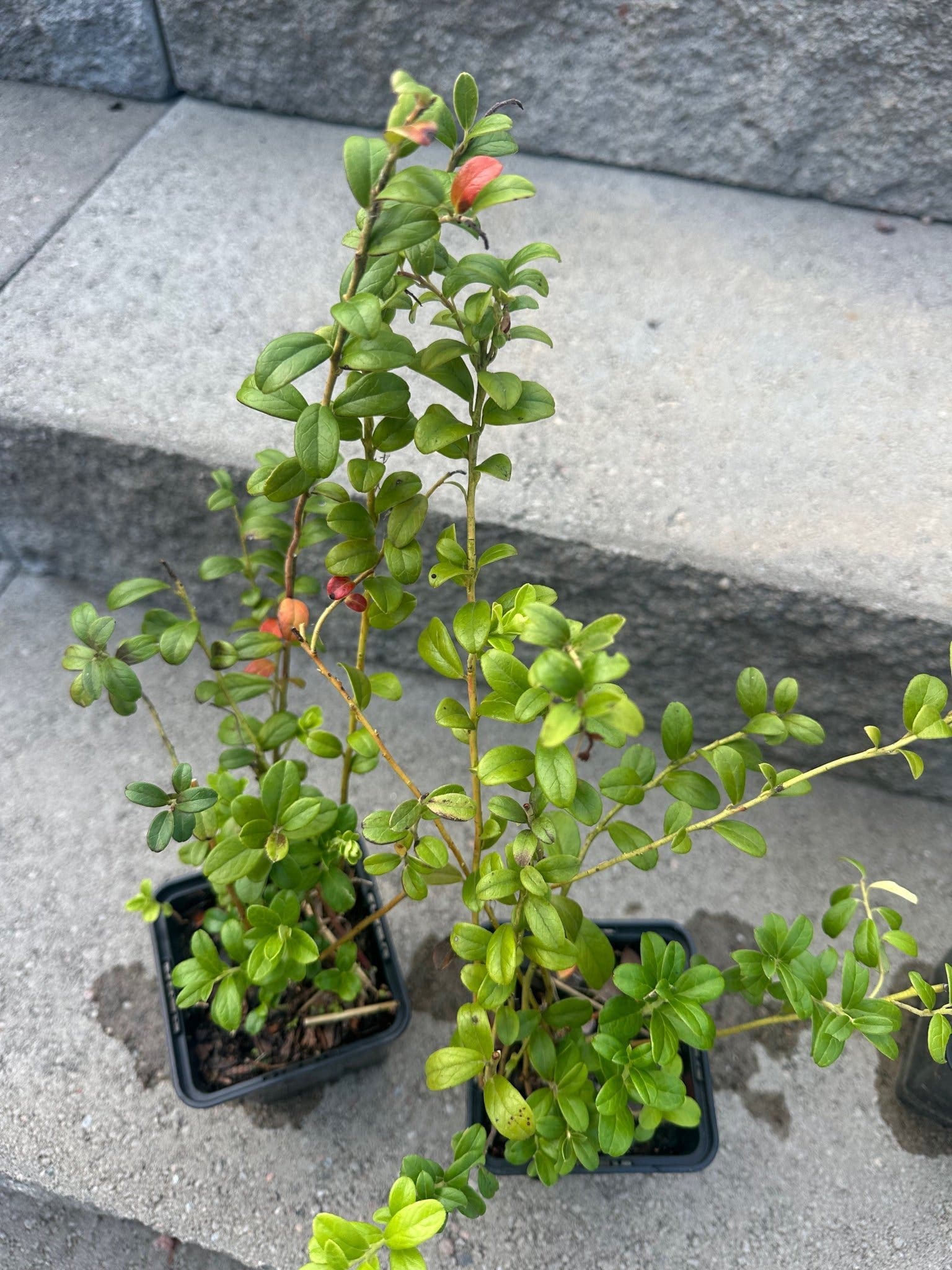 Lingonplantor 4 st