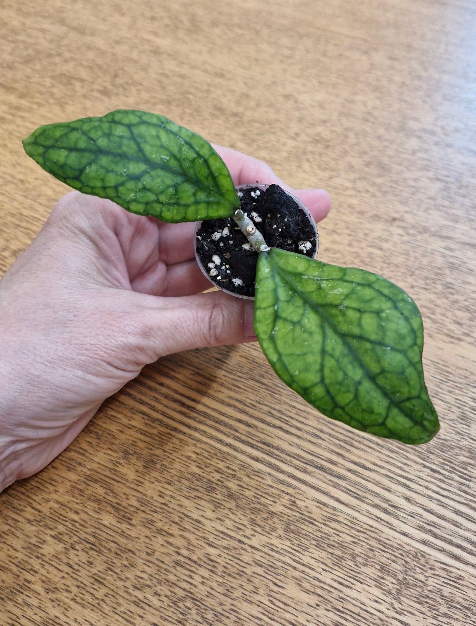 Hoya sp. Germany, välrotad stickling