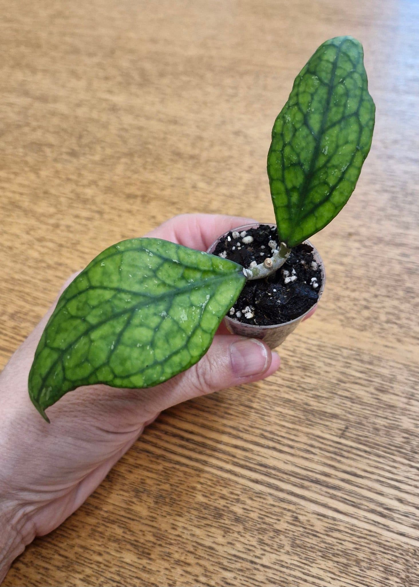 Hoya sp. Germany, välrotad stickling