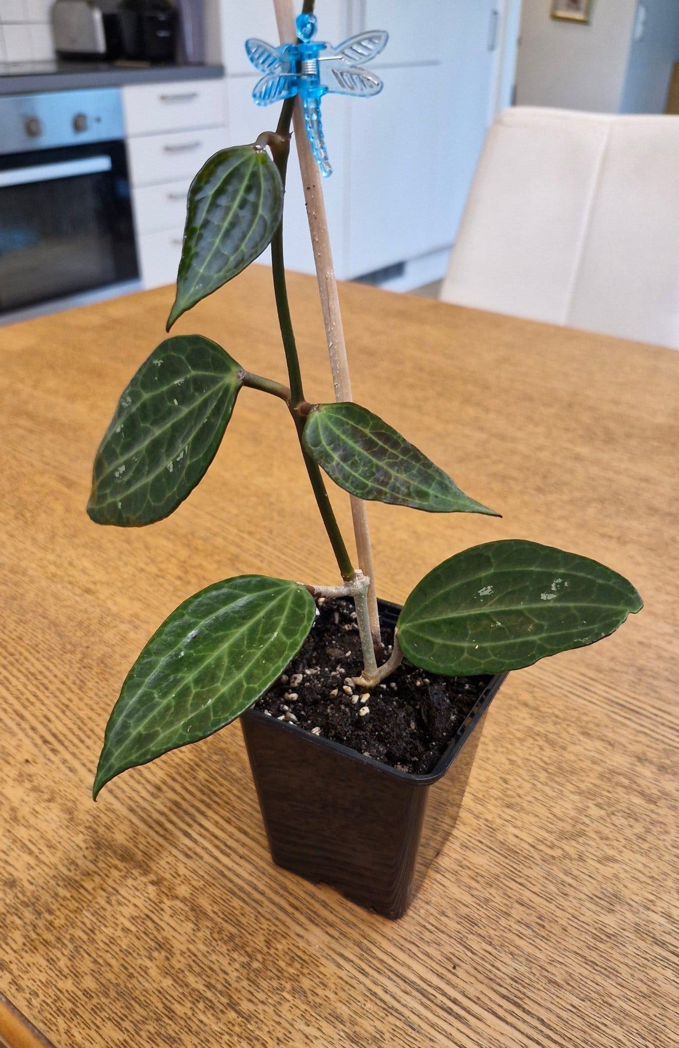Hoya latifolia (tidigare macrophylla), en planta