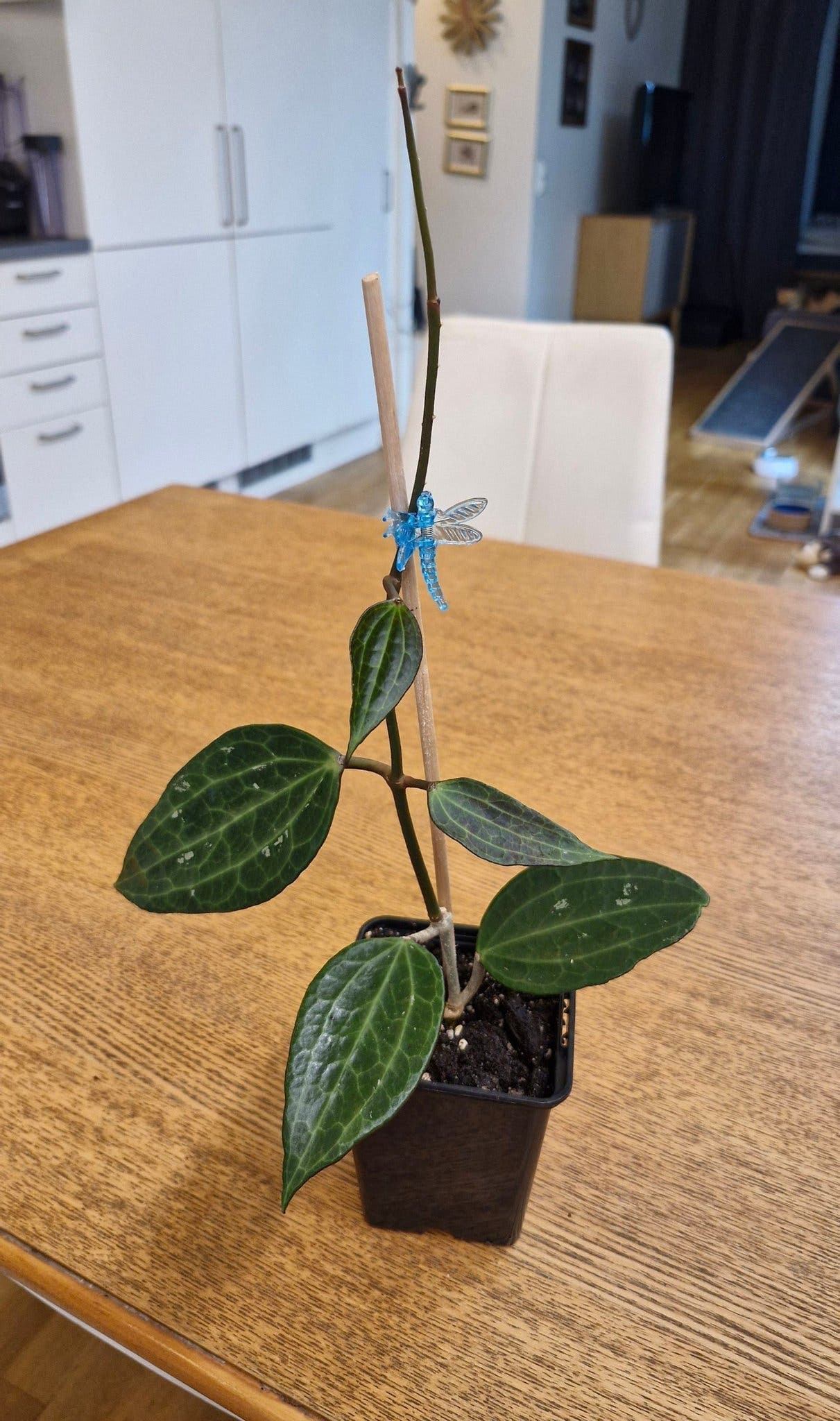 Hoya latifolia (tidigare macrophylla), en planta