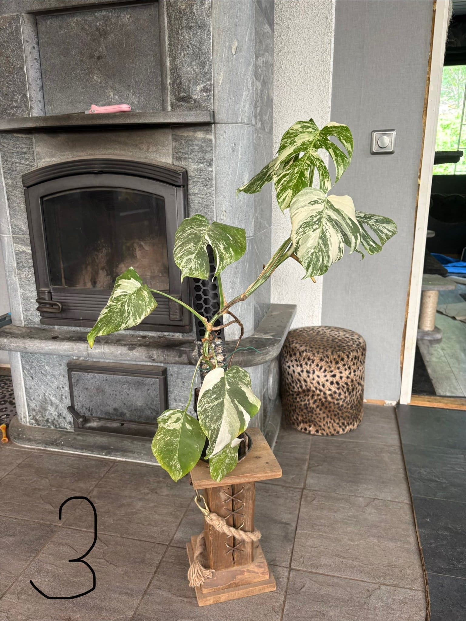 Monstera Albo