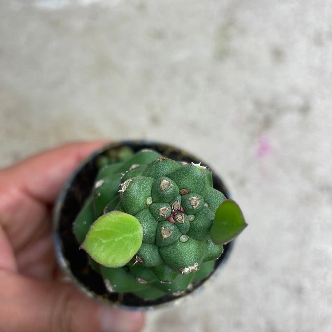 Euphorbia richie
