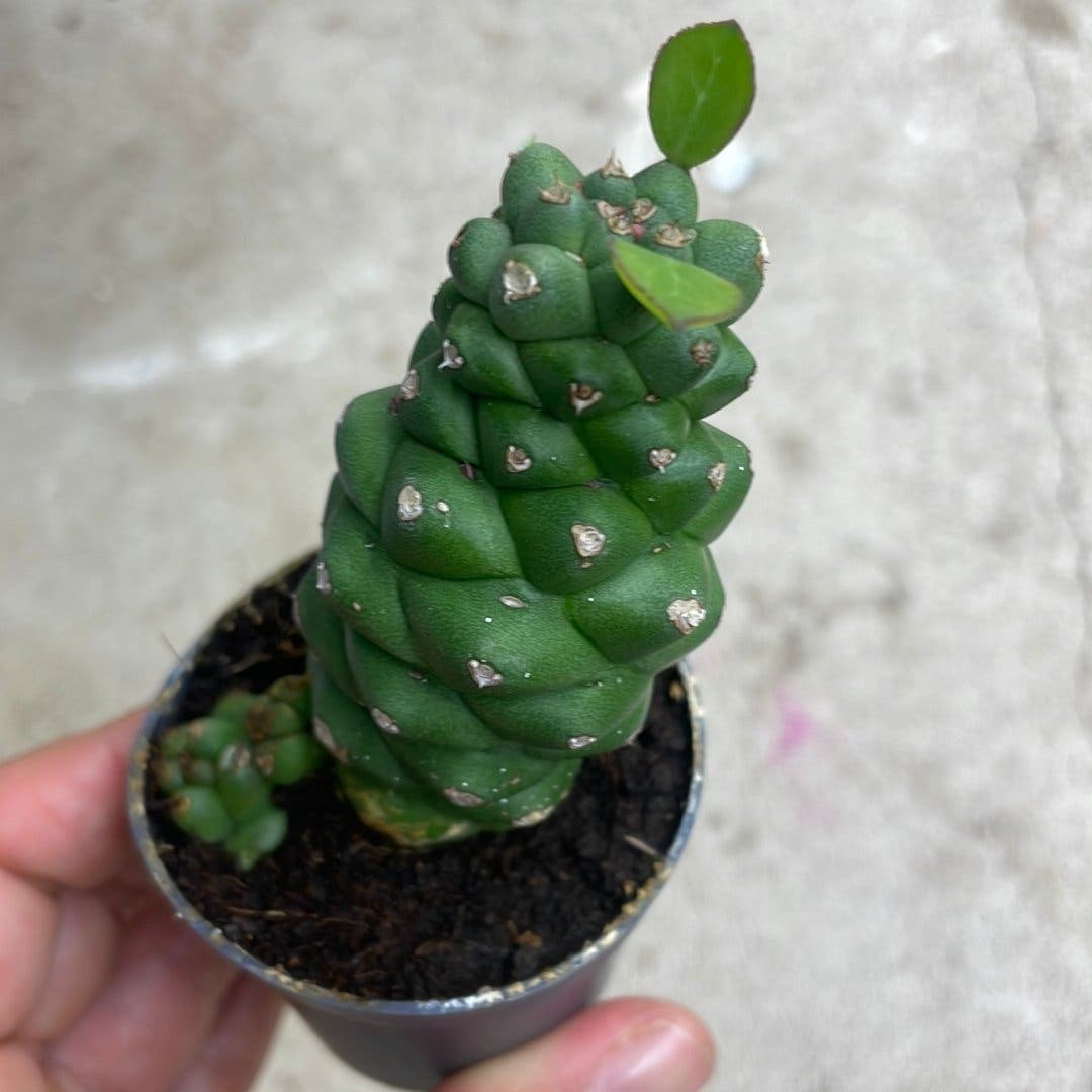 Euphorbia richie