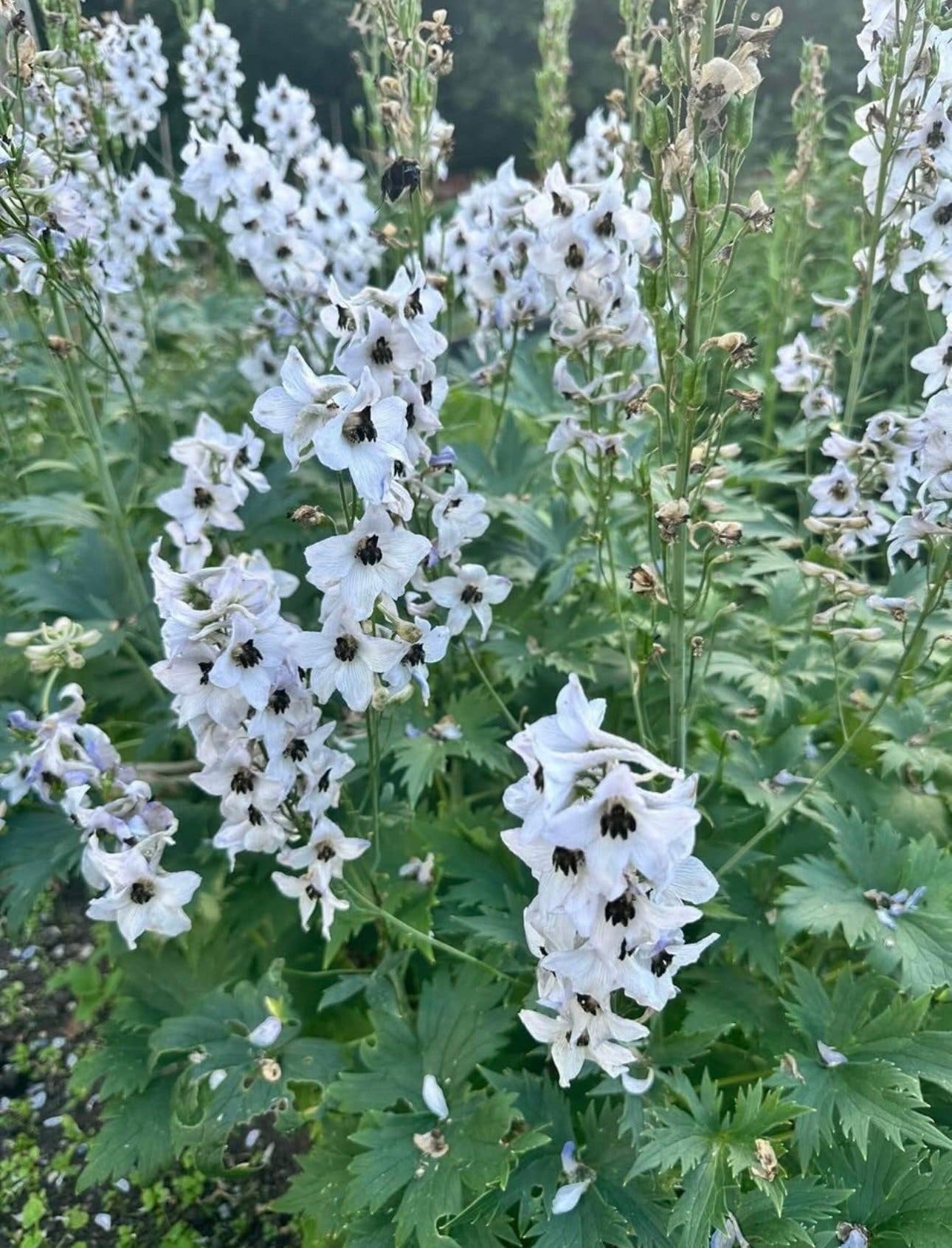 Riddarsporre (Delphinium) 10 plantor
