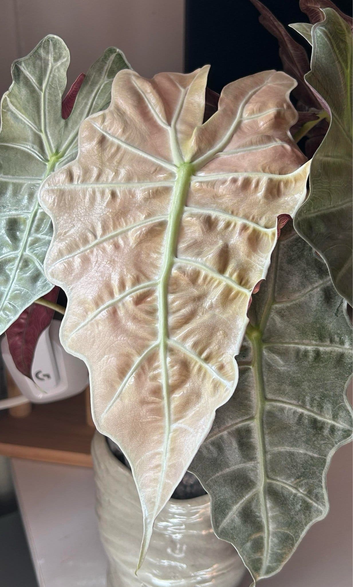 Alocasia polly pink mint
